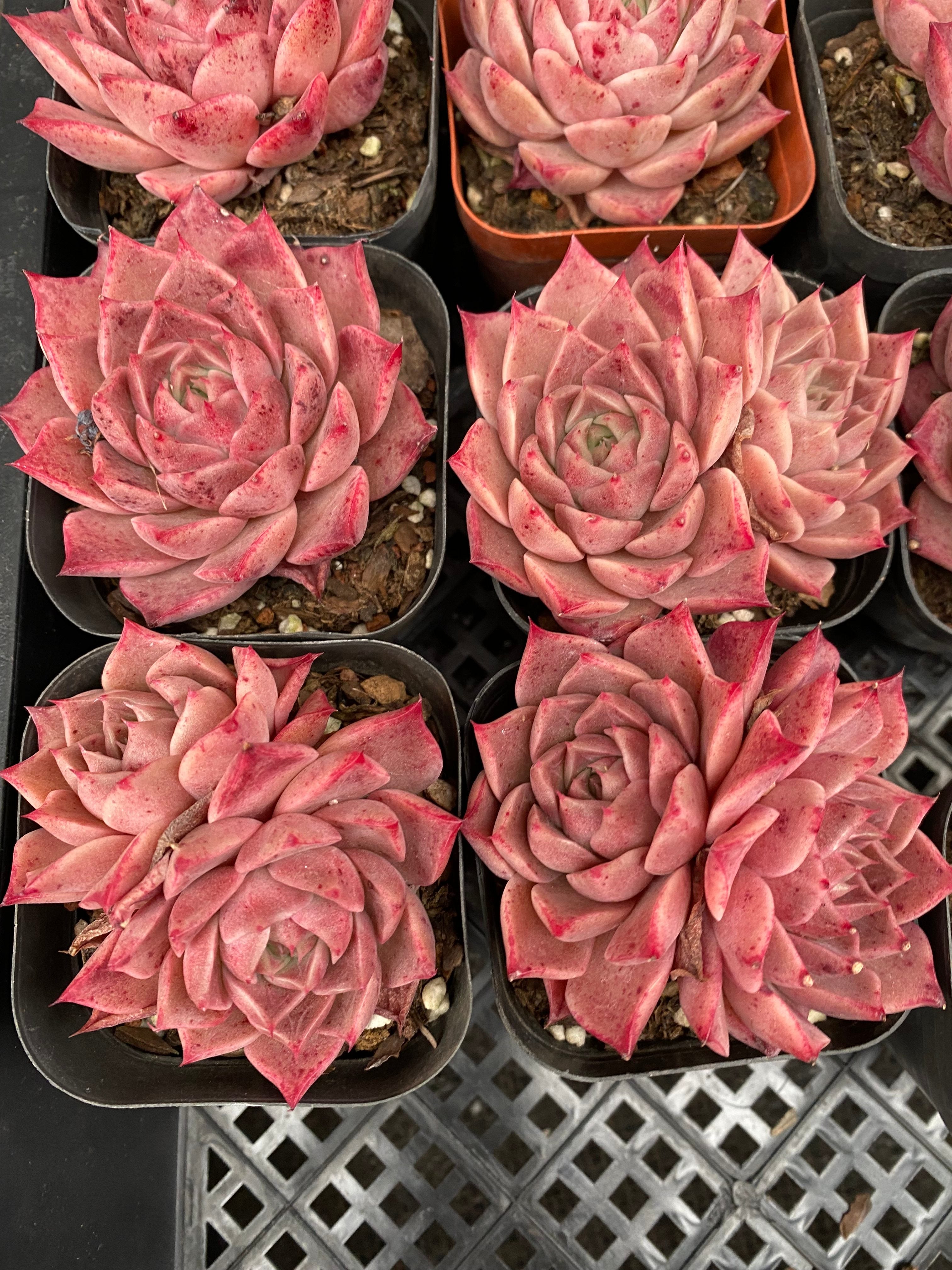 X117 エケベリア リトル コンク