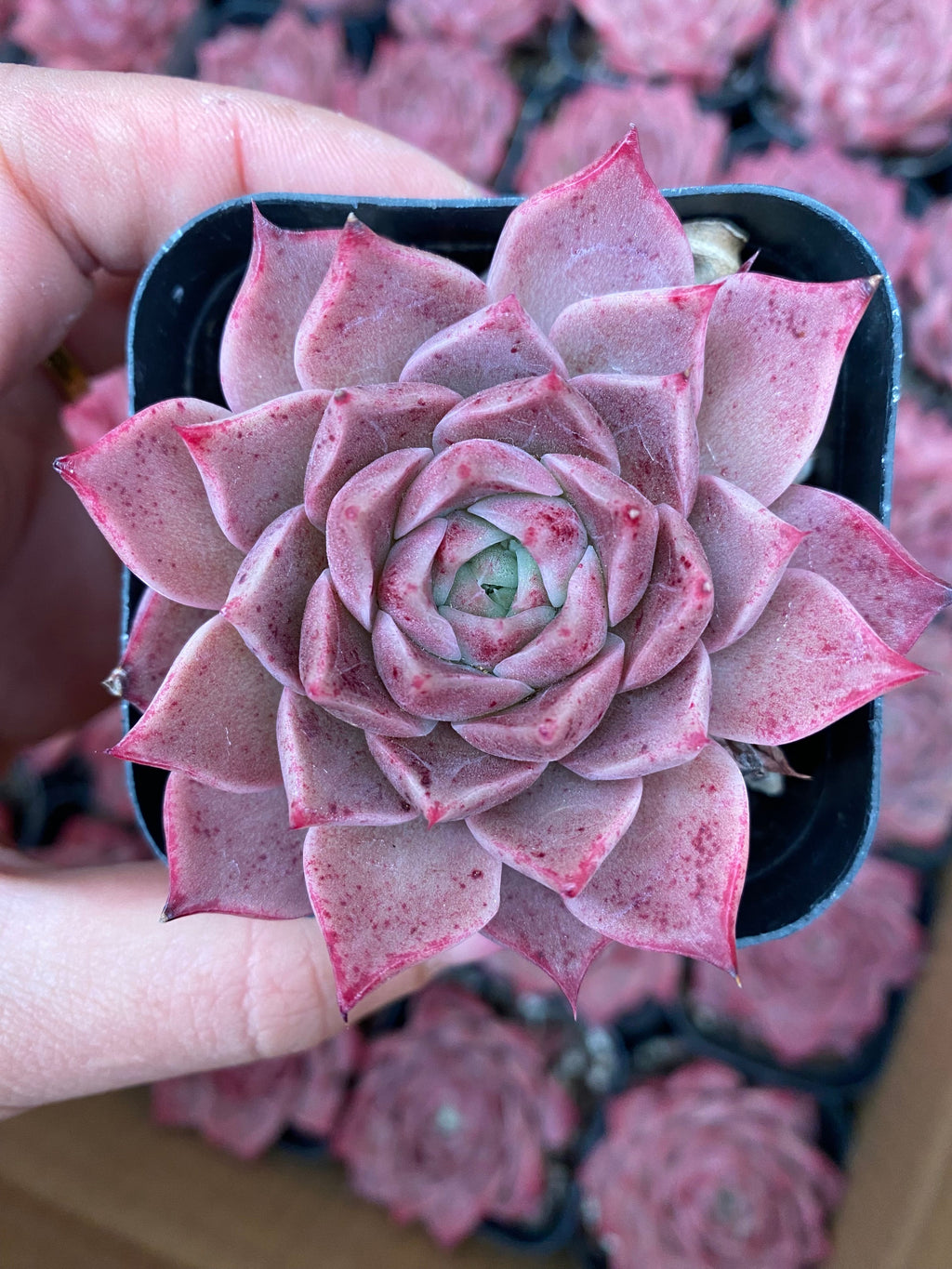 X117 エケベリア リトル コンク