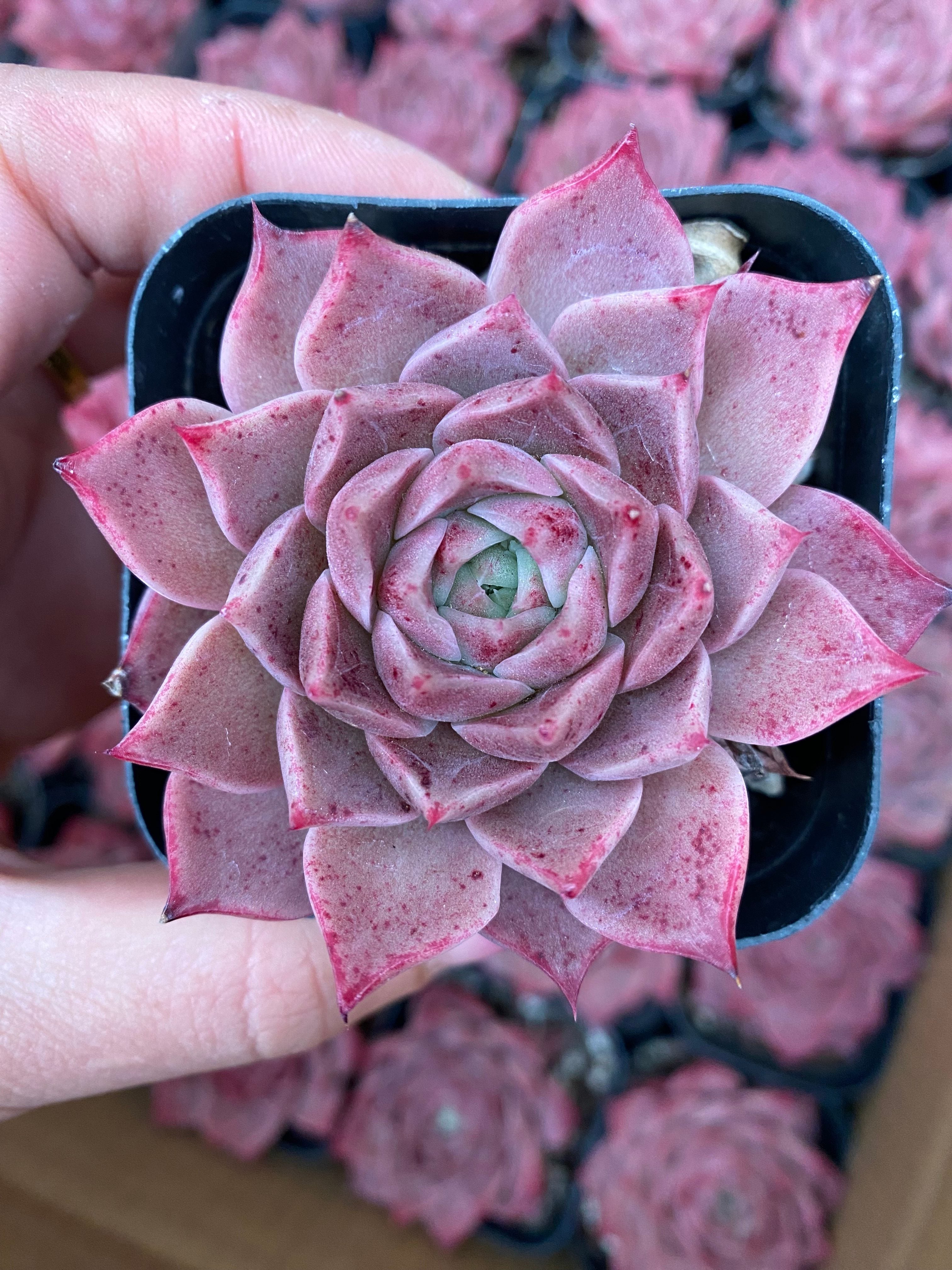 X117 エケベリア リトル コンク