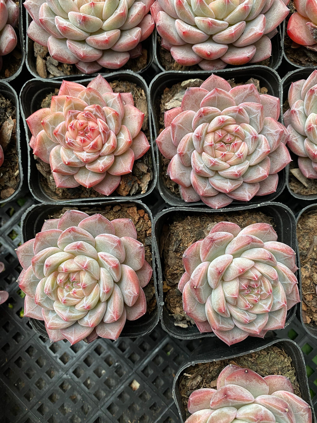 X118 エケベリア 薔薇