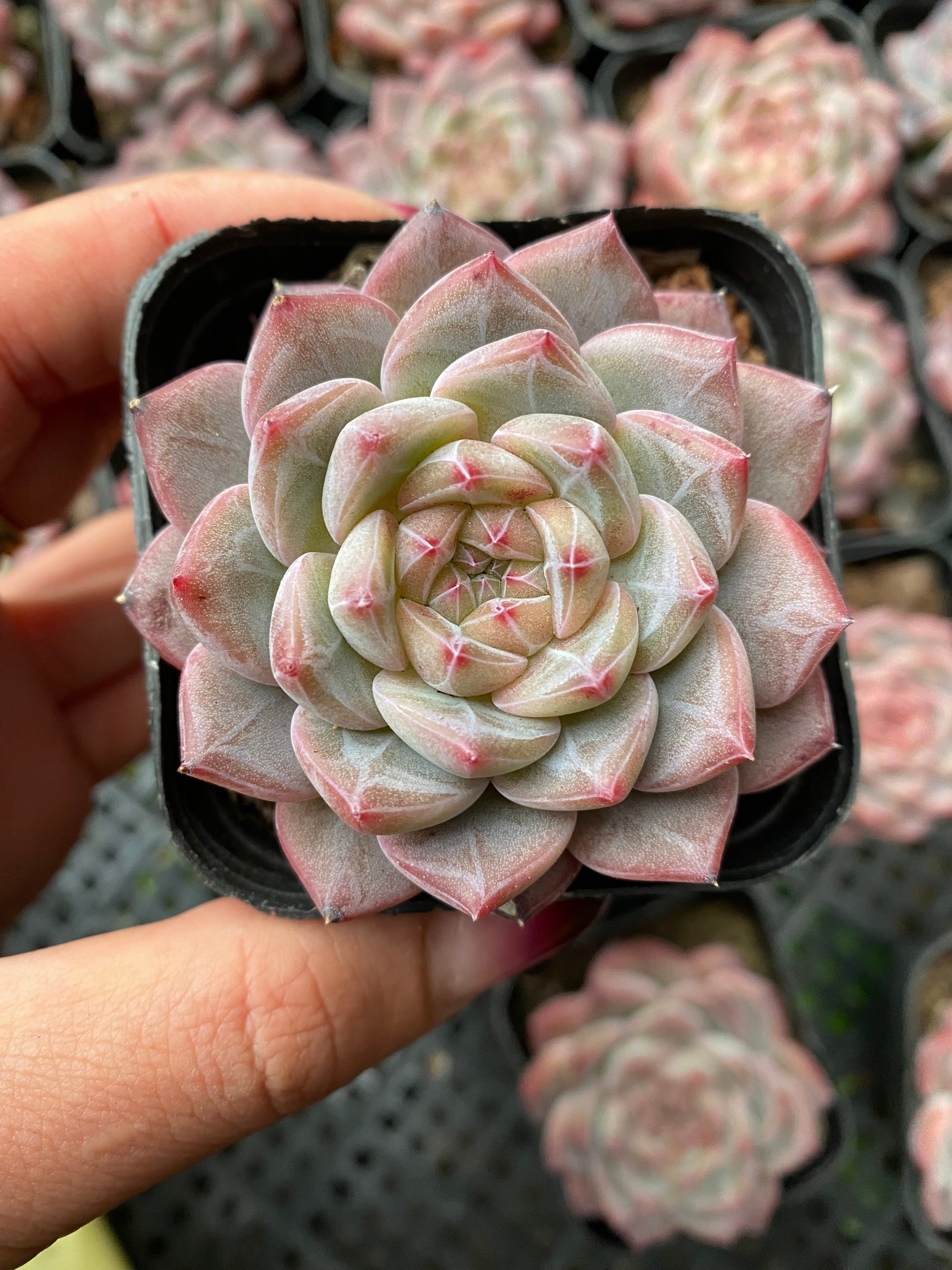 X118 エケベリア 薔薇