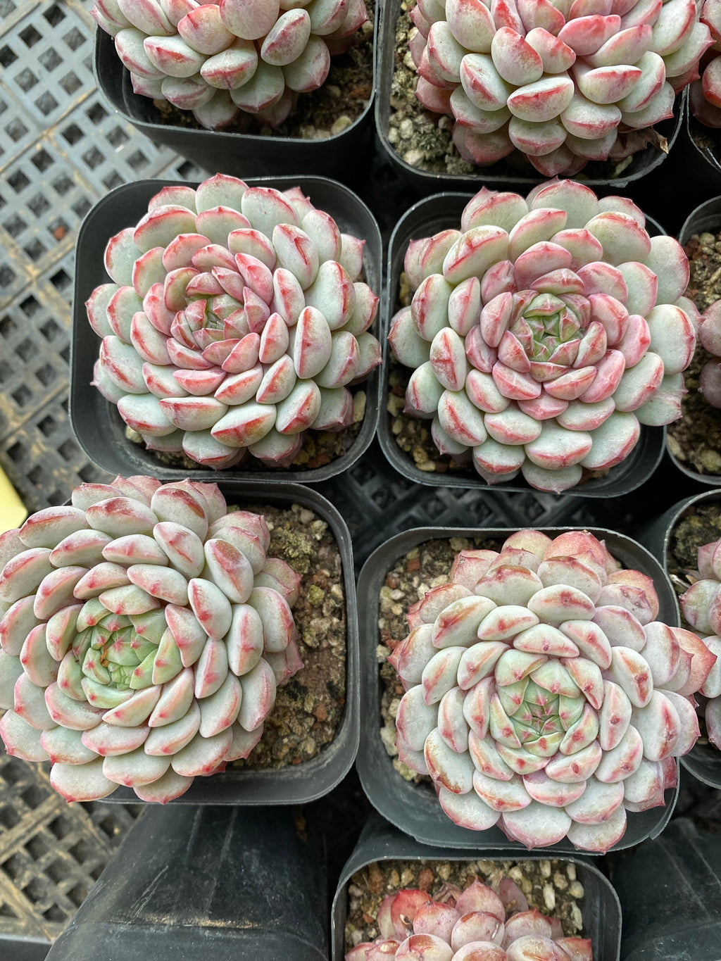 X119 エケベリア  ゴールデンフィンチ