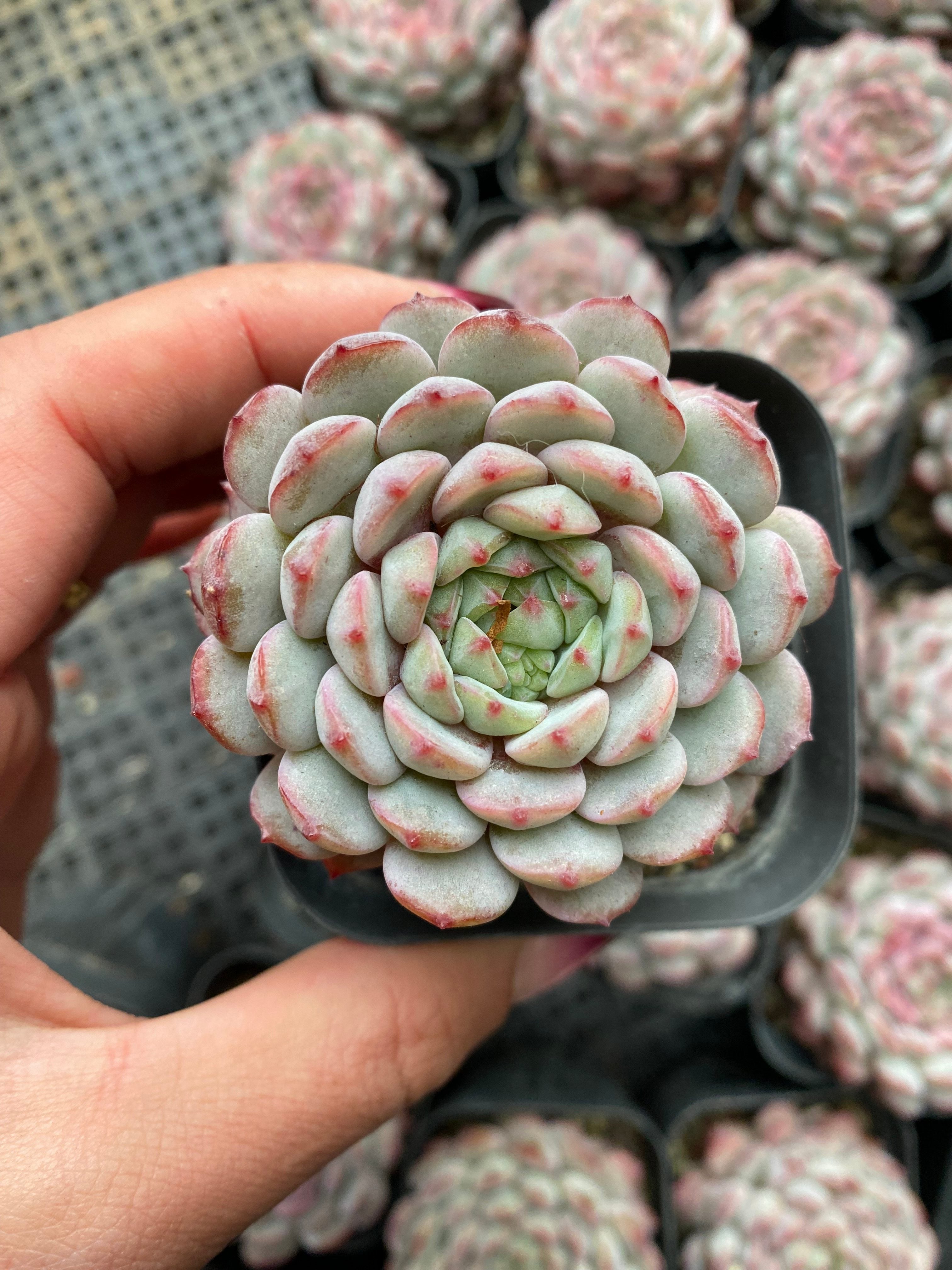 X119 エケベリア  ゴールデンフィンチ