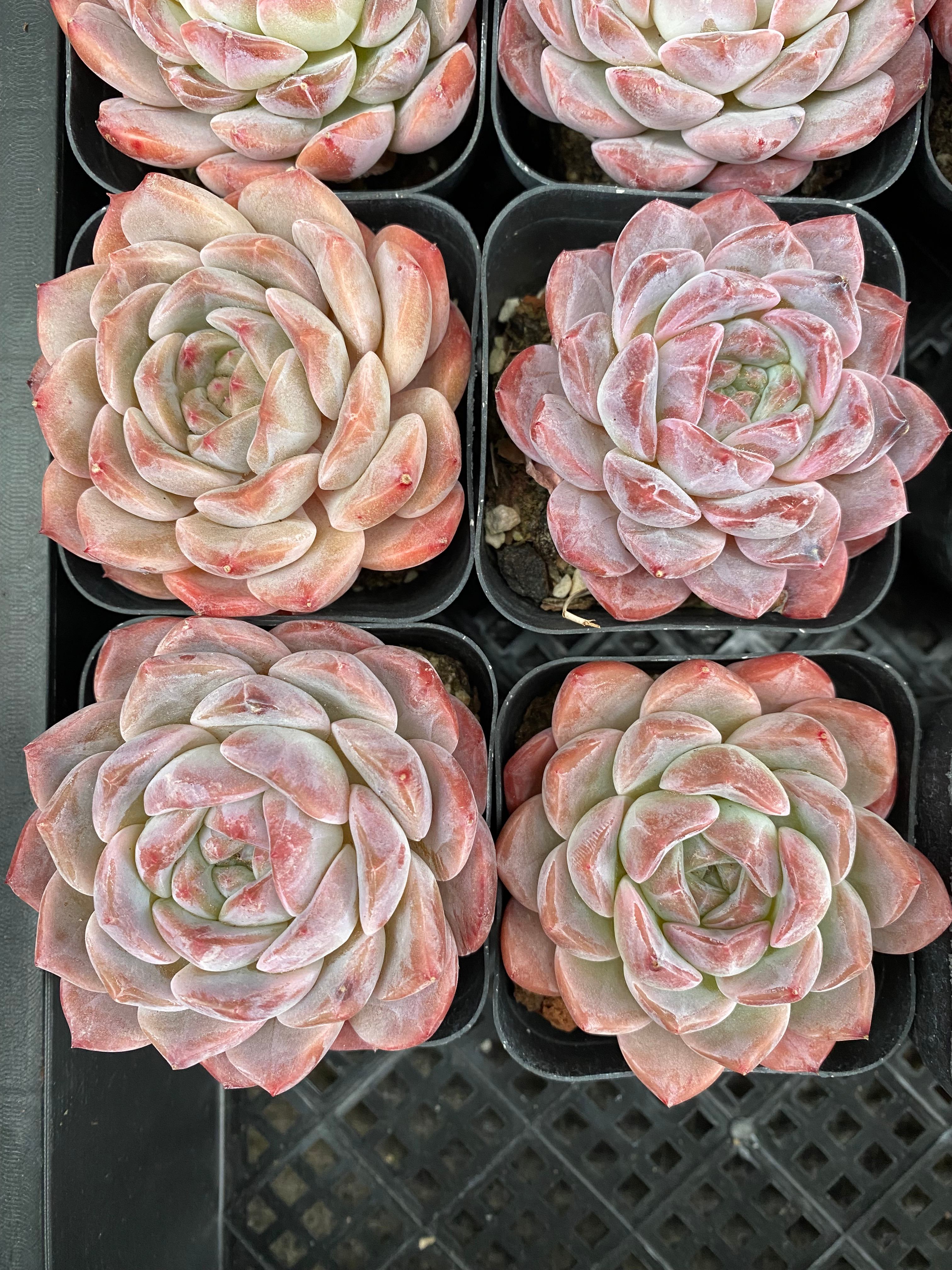 X120 エケベリア プロミス