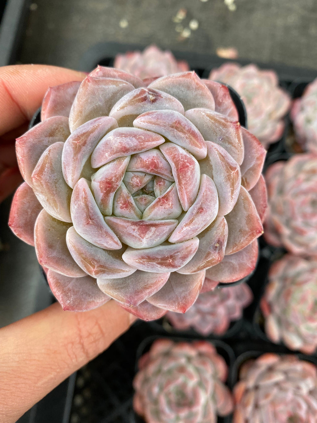 X120 エケベリア プロミス