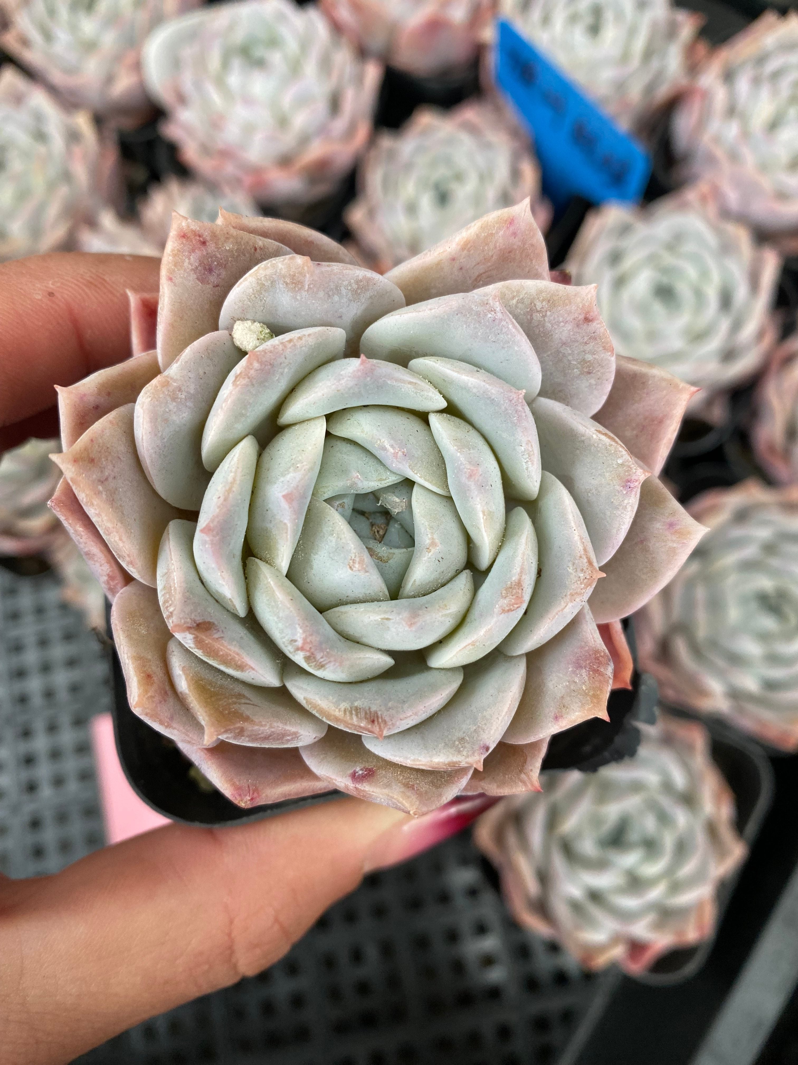 X122 エケベリア  ピンクスパイラル