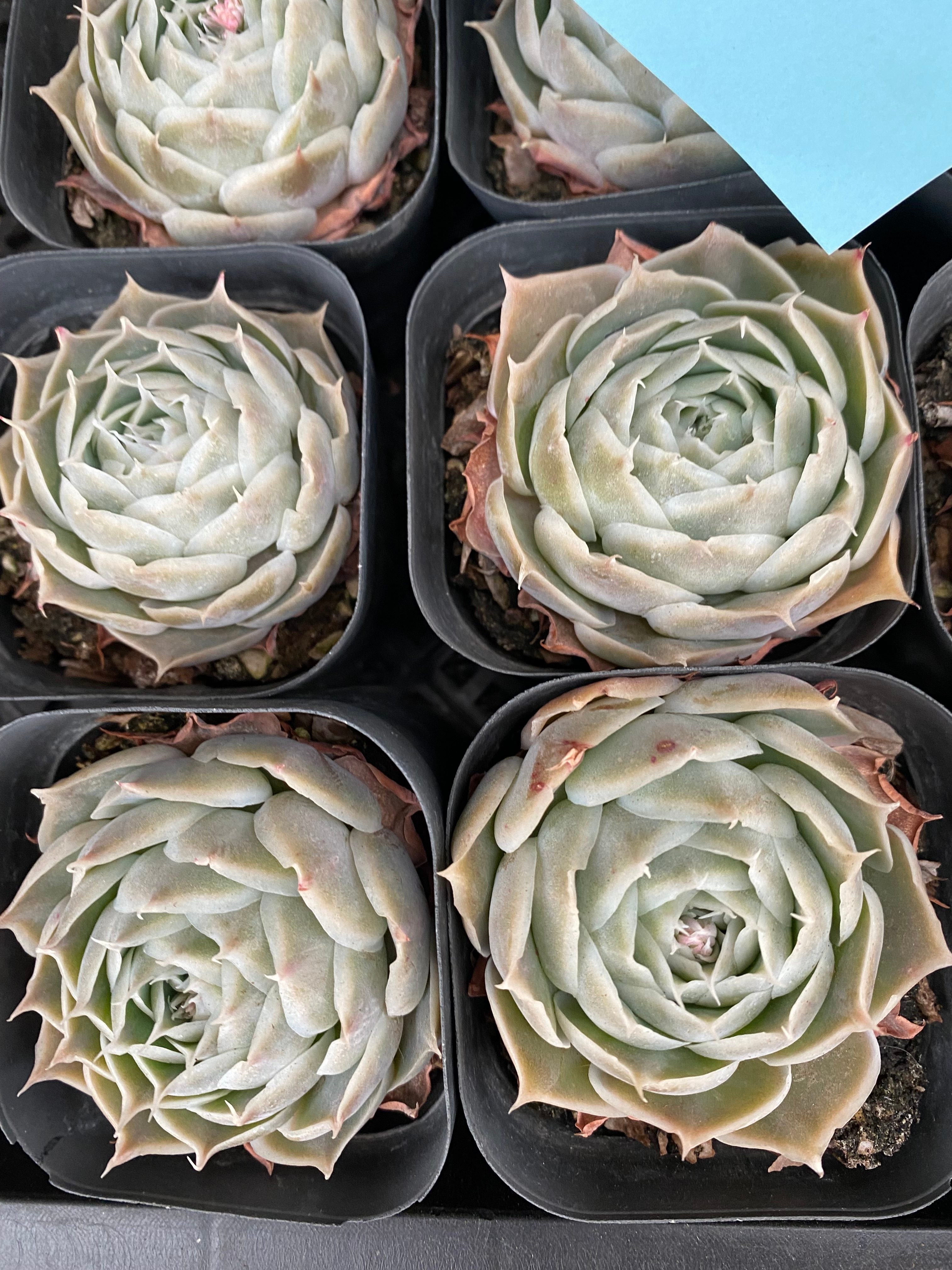 X123 エケベリア  シムランス