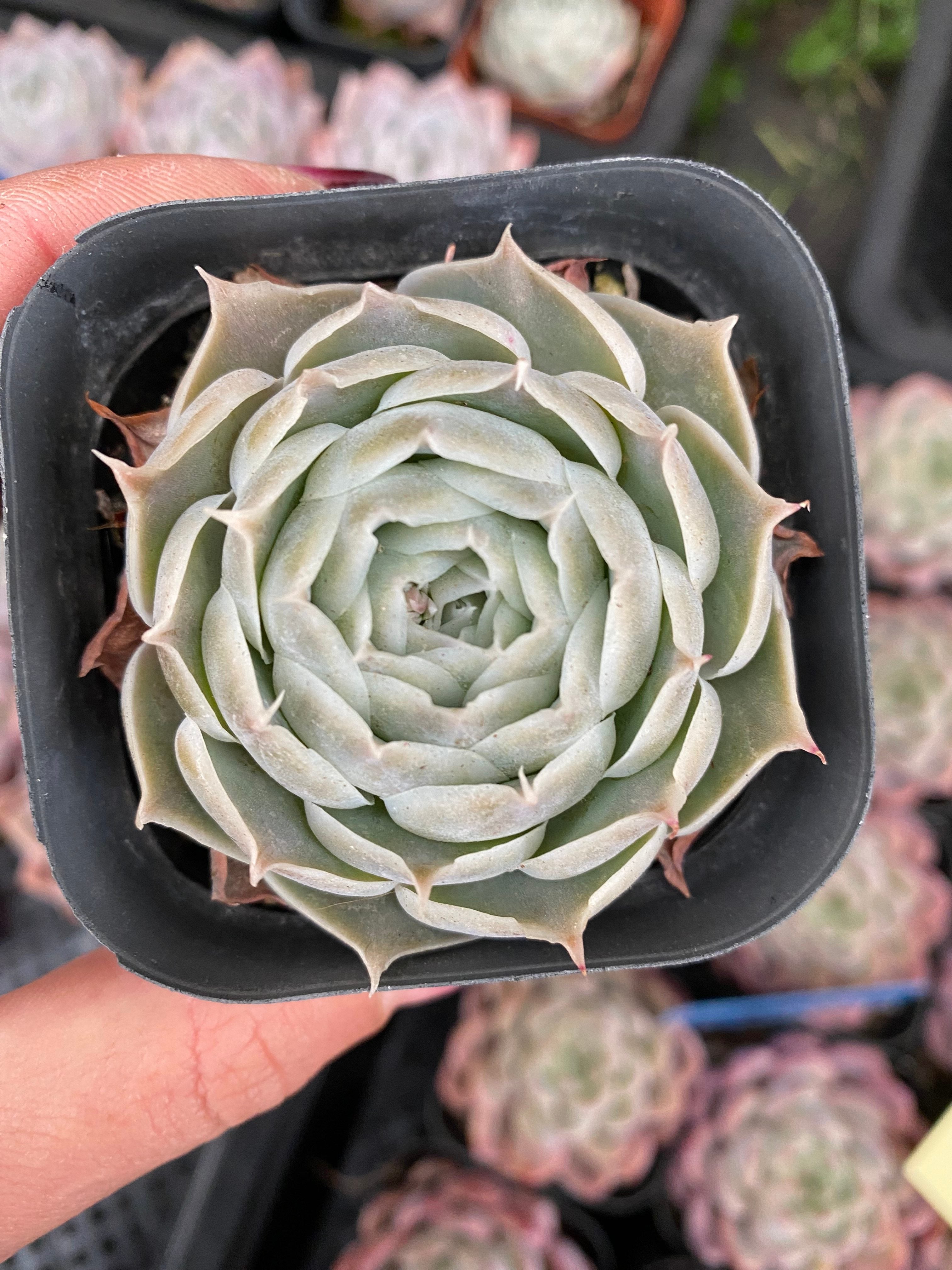 X123 エケベリア  シムランス