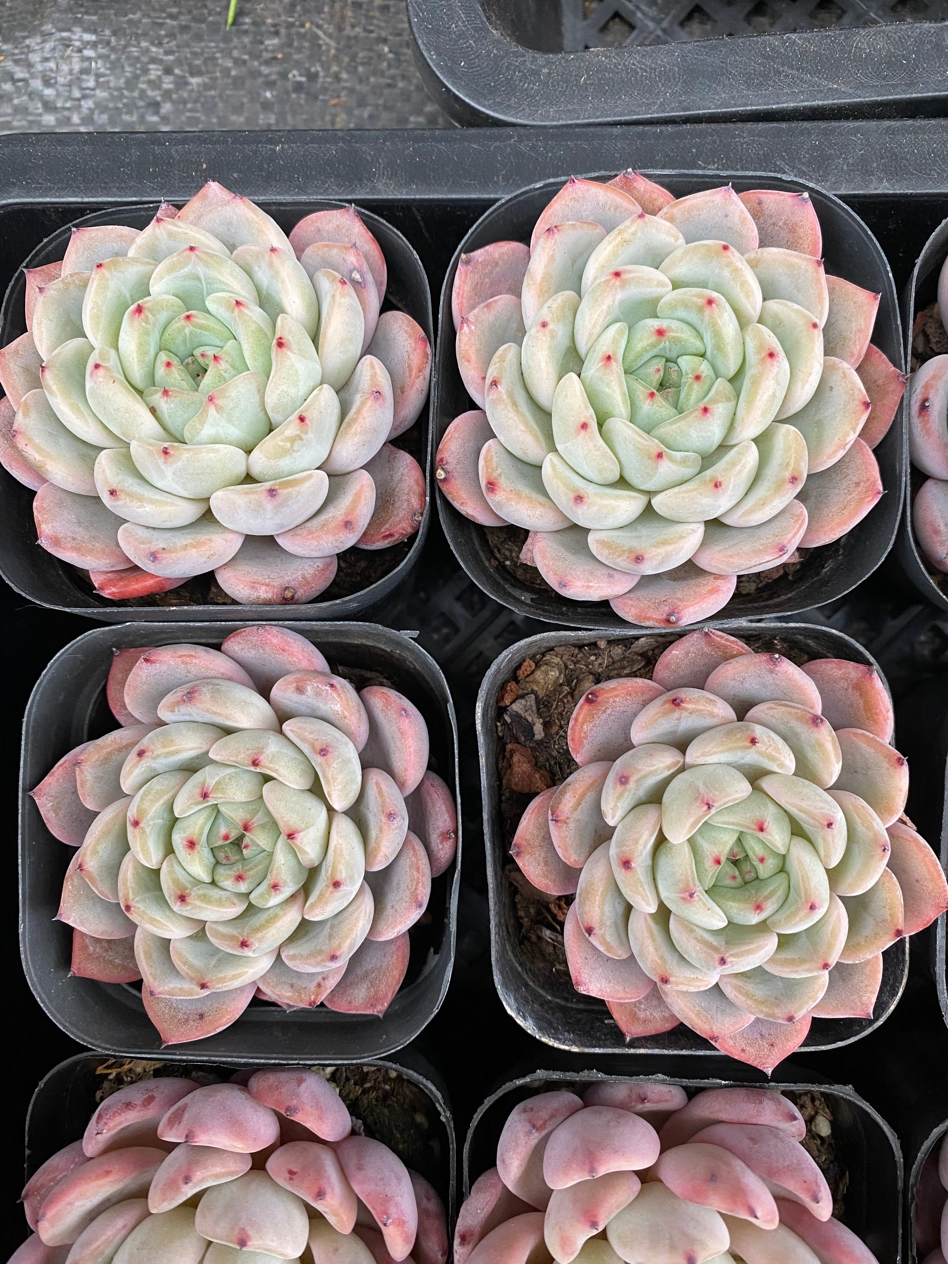 X124 エケベリア ピンクザラゴサ