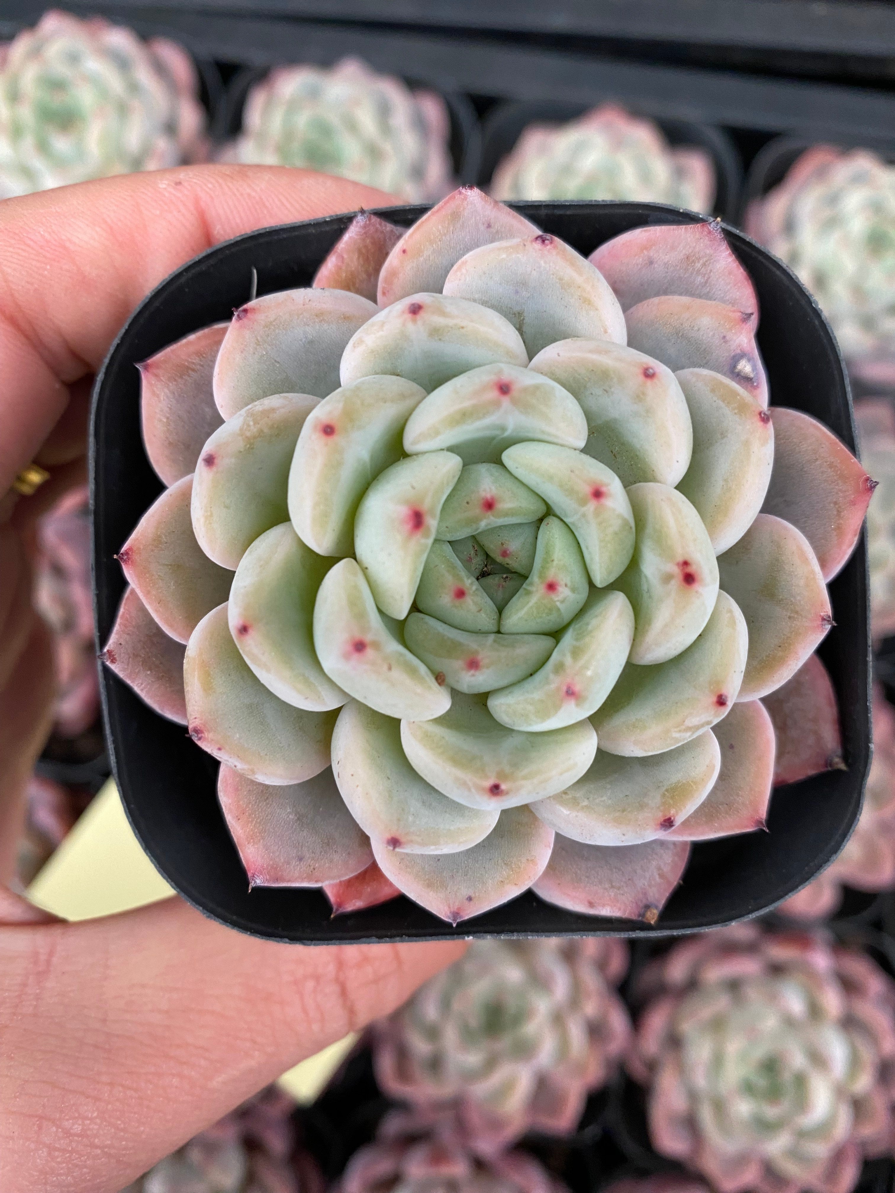 X124 エケベリア ピンクザラゴサ