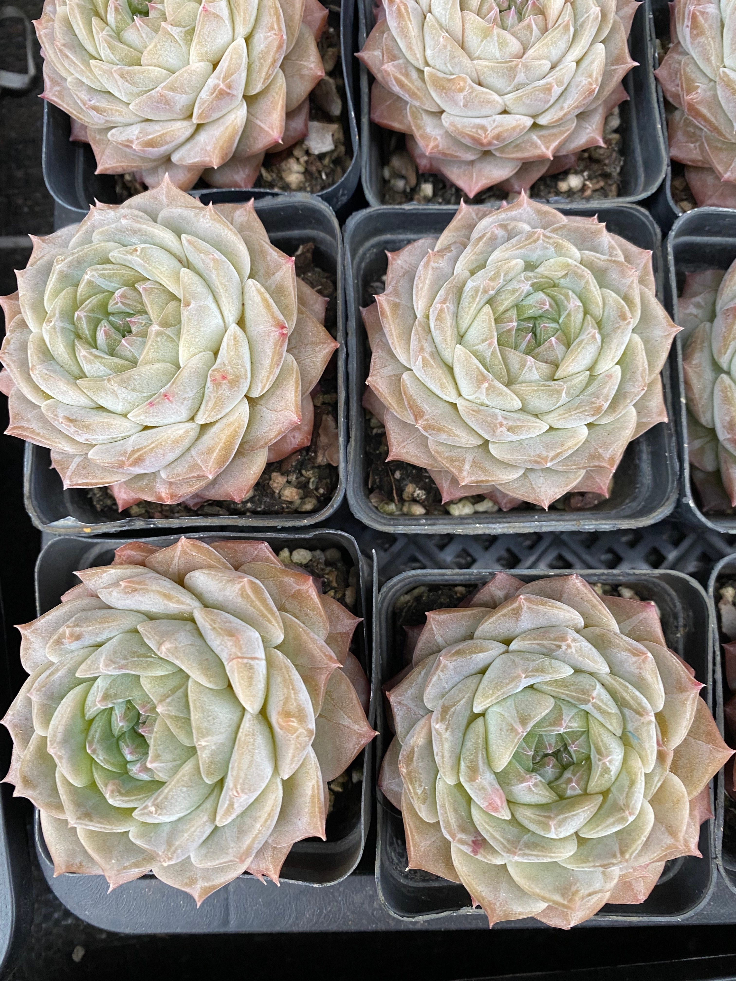 X125 エケベリア ジェリーキャンディ