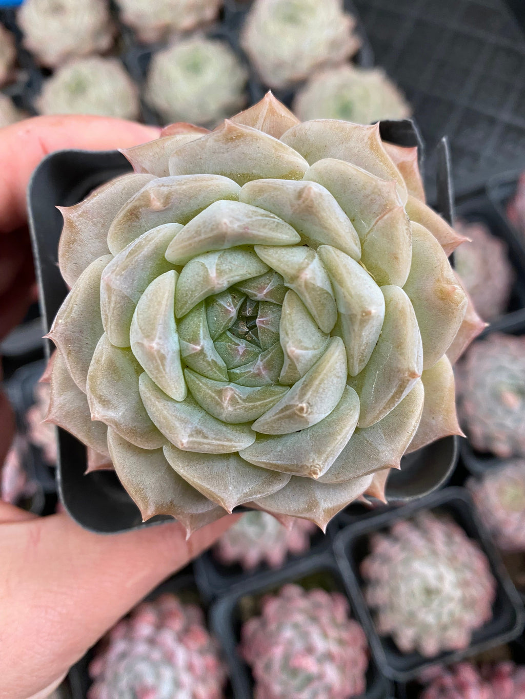 X125 エケベリア ジェリーキャンディ