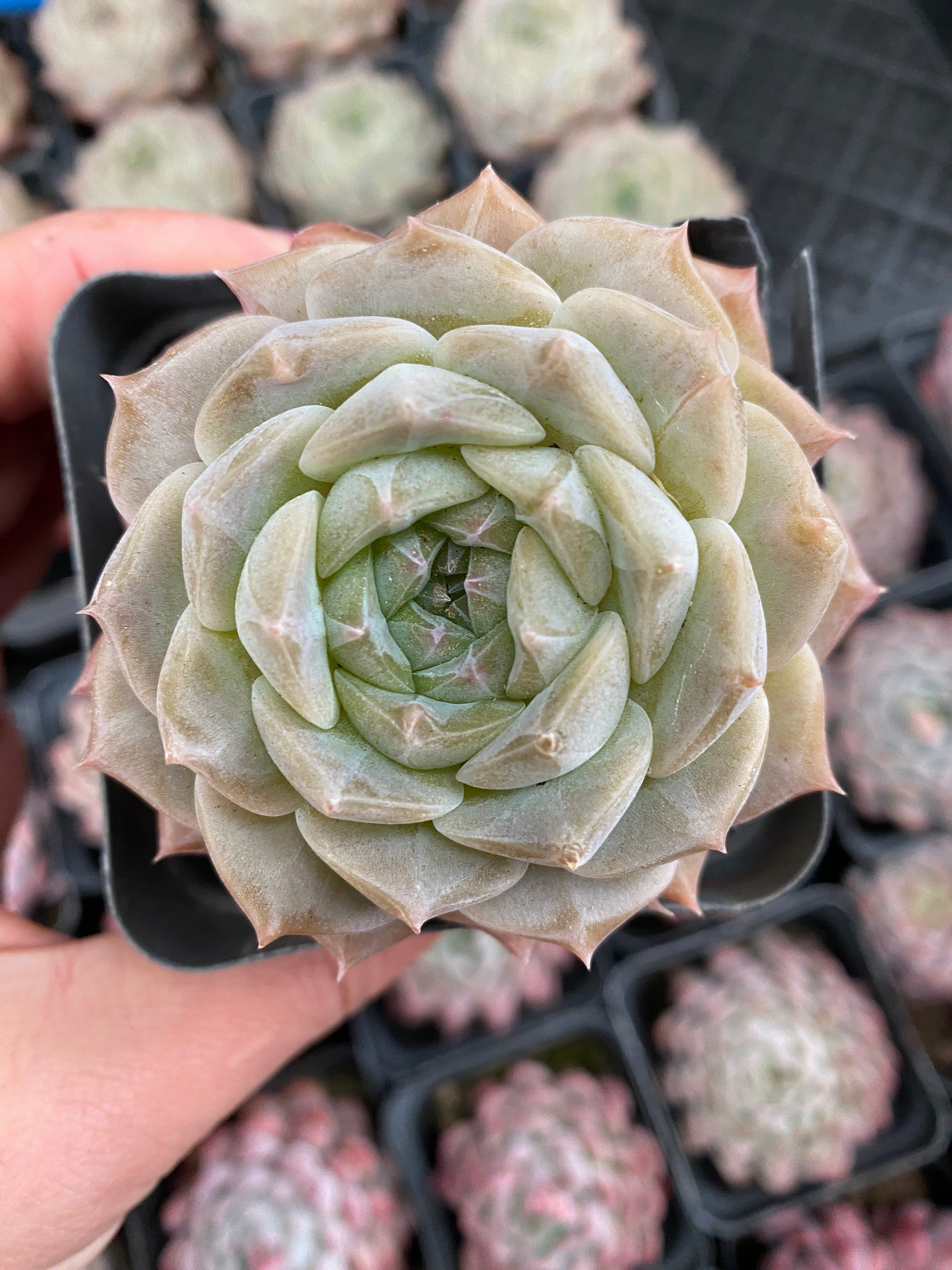 X125 エケベリア ジェリーキャンディ