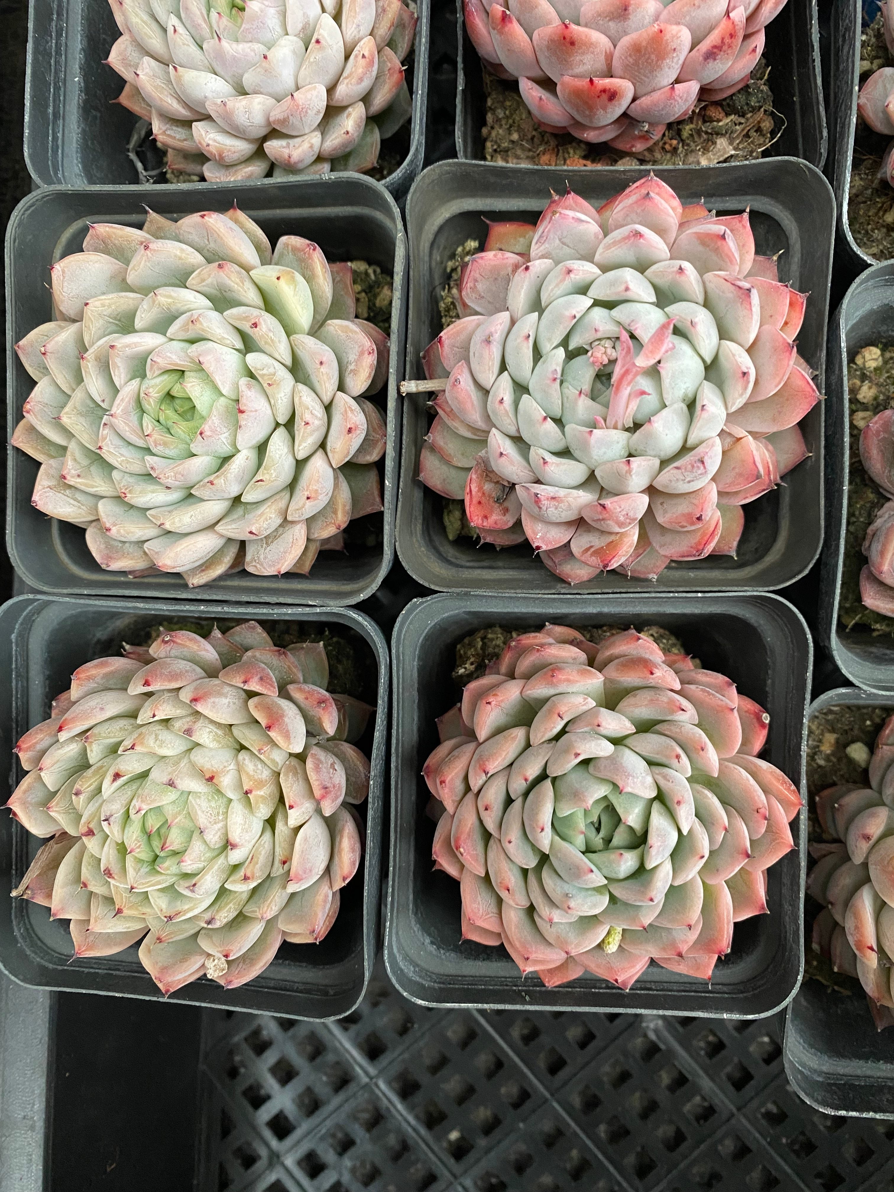 X126 エケベリア 洞庭