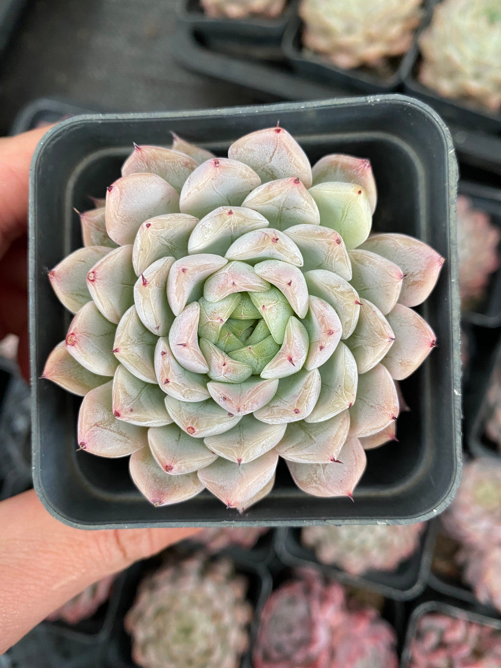 X126 エケベリア 洞庭