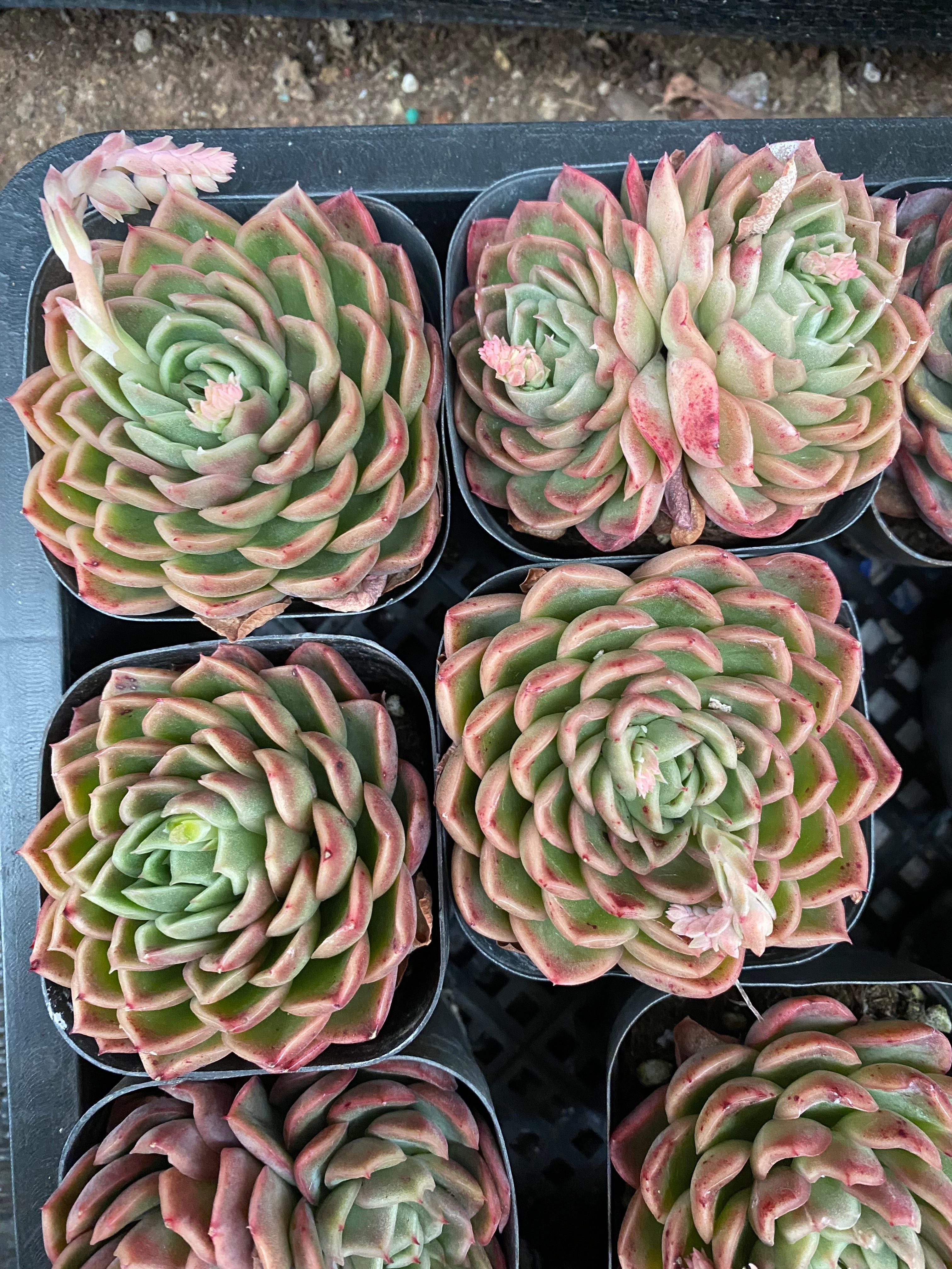 X127 エケベリア アップルフラワー