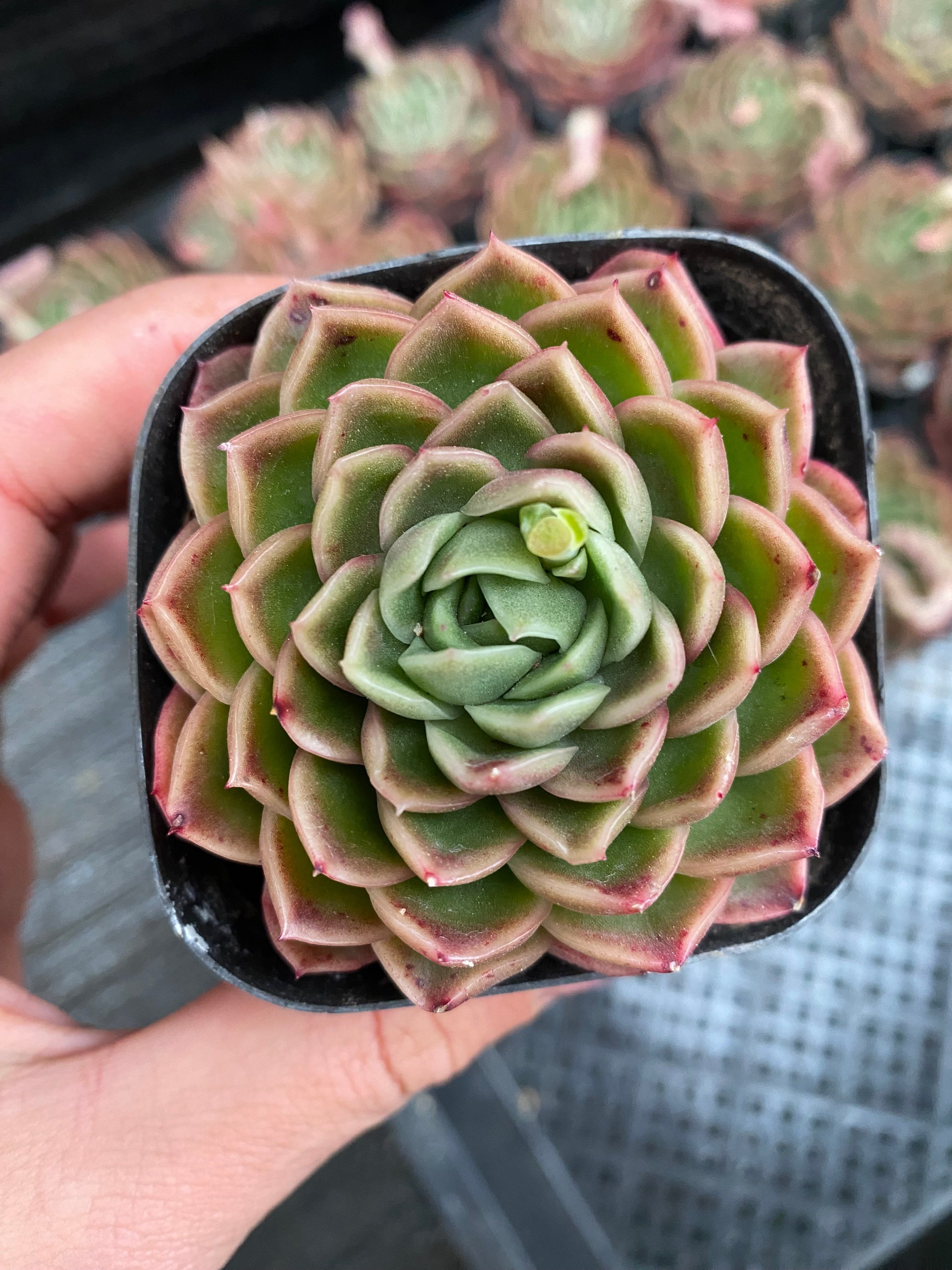 X127 エケベリア アップルフラワー