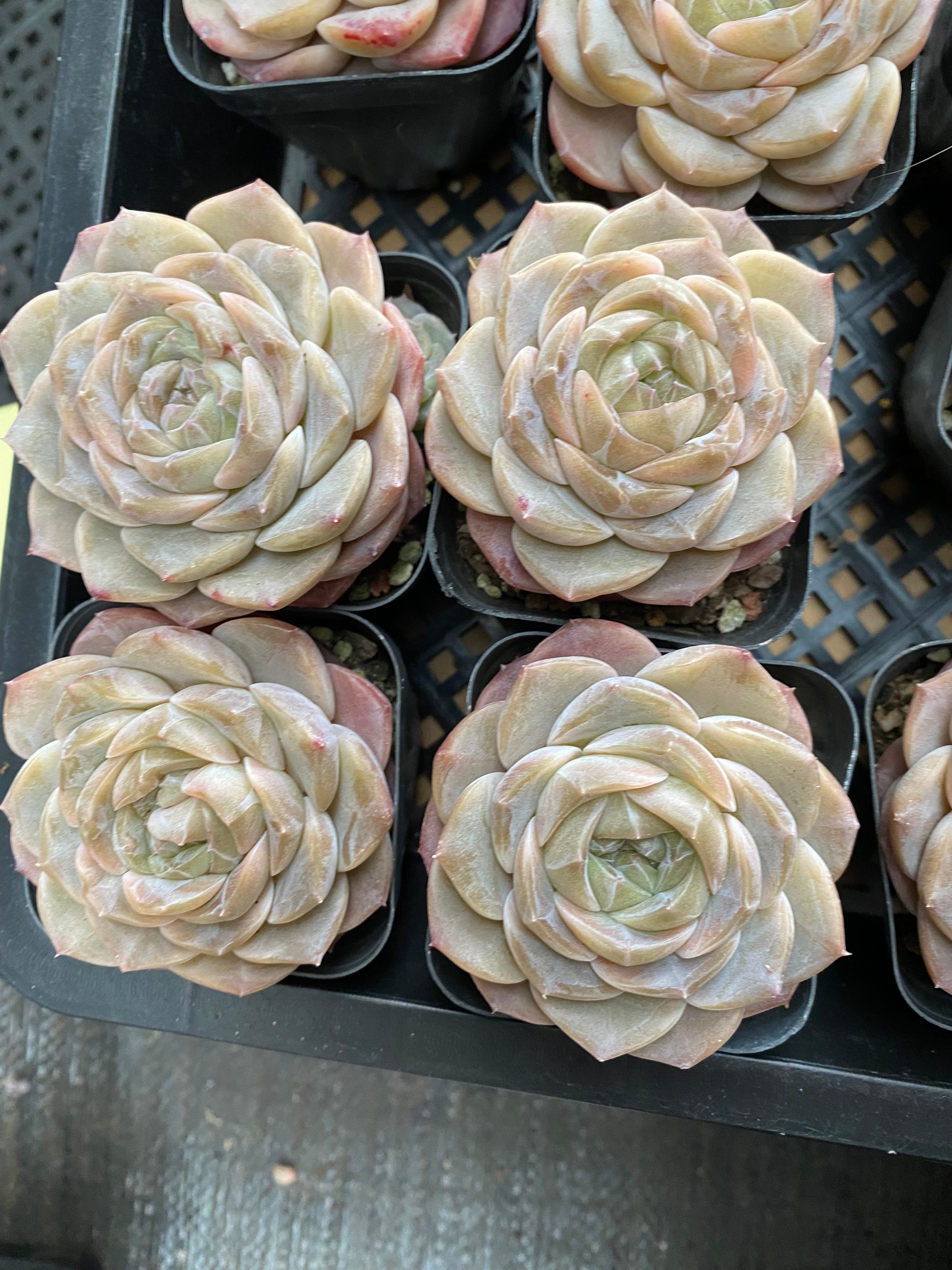 X128 エケベリア  彼岸花