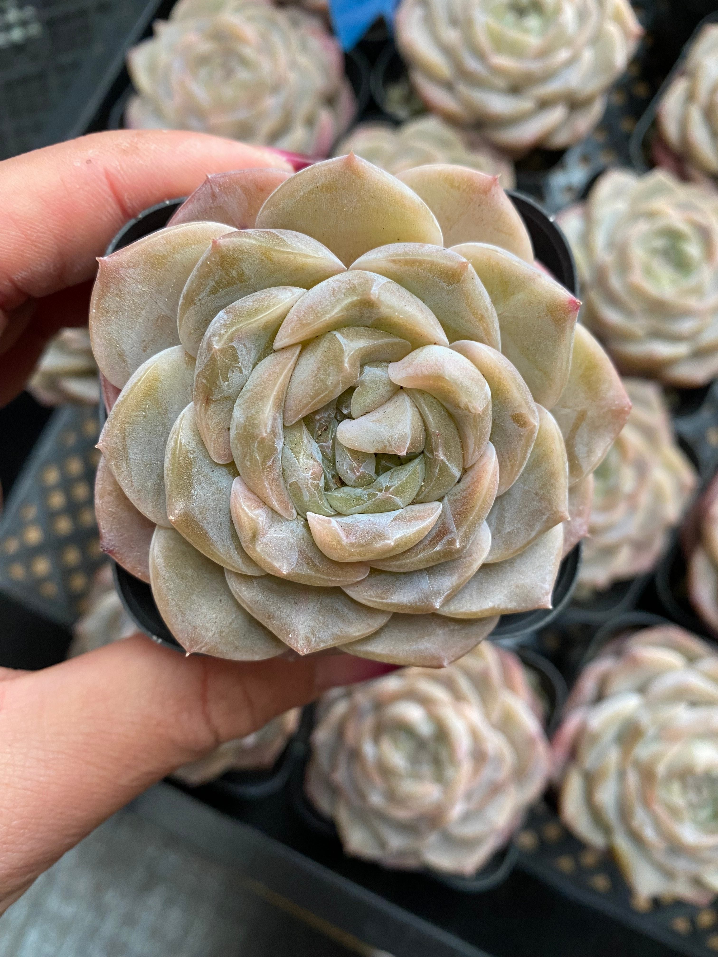 X128 エケベリア  彼岸花