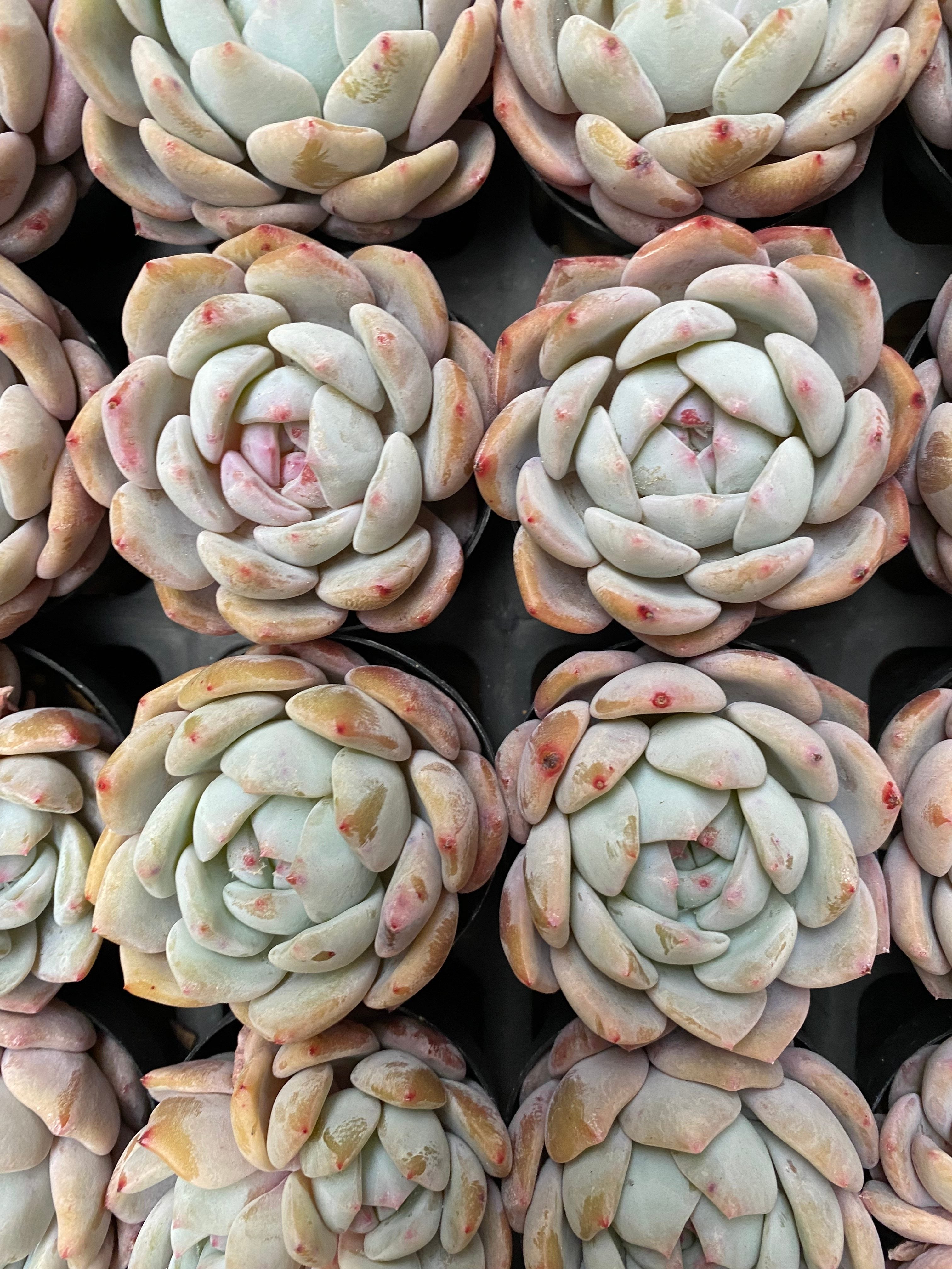 X129 エケベリア オレンジモンロー