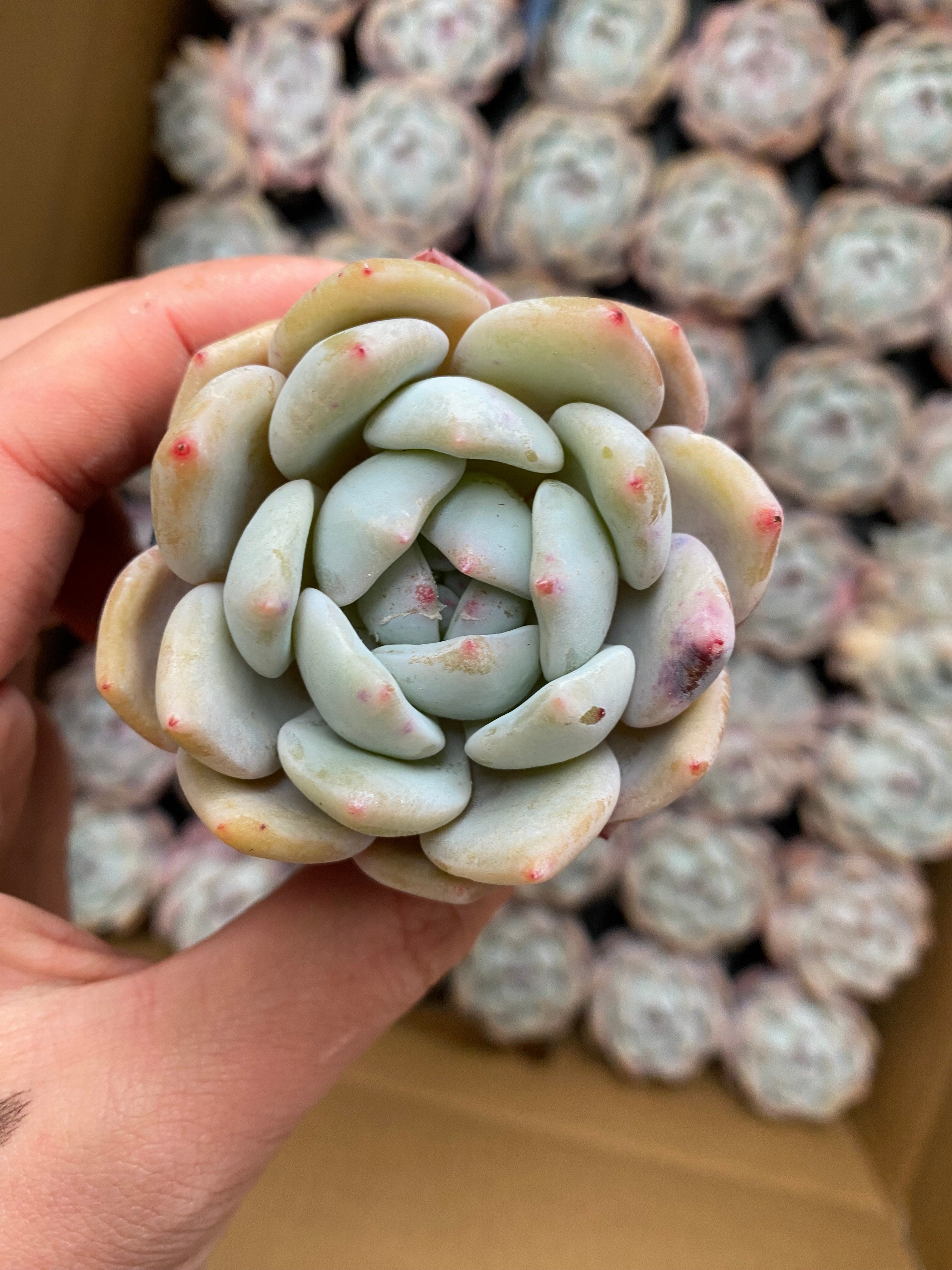 X129 エケベリア オレンジモンロー