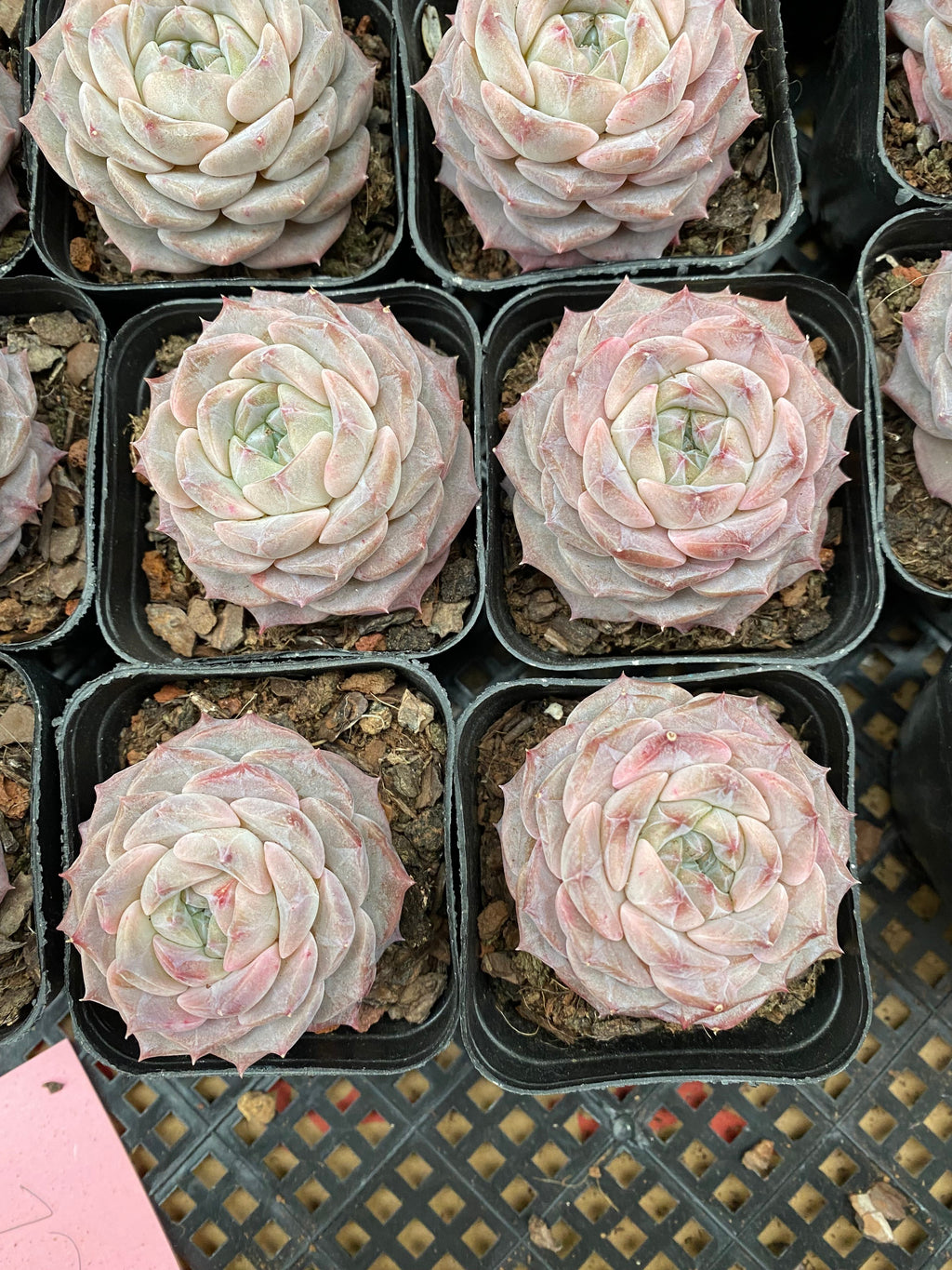 X130 エケベリア グレースサプライズ