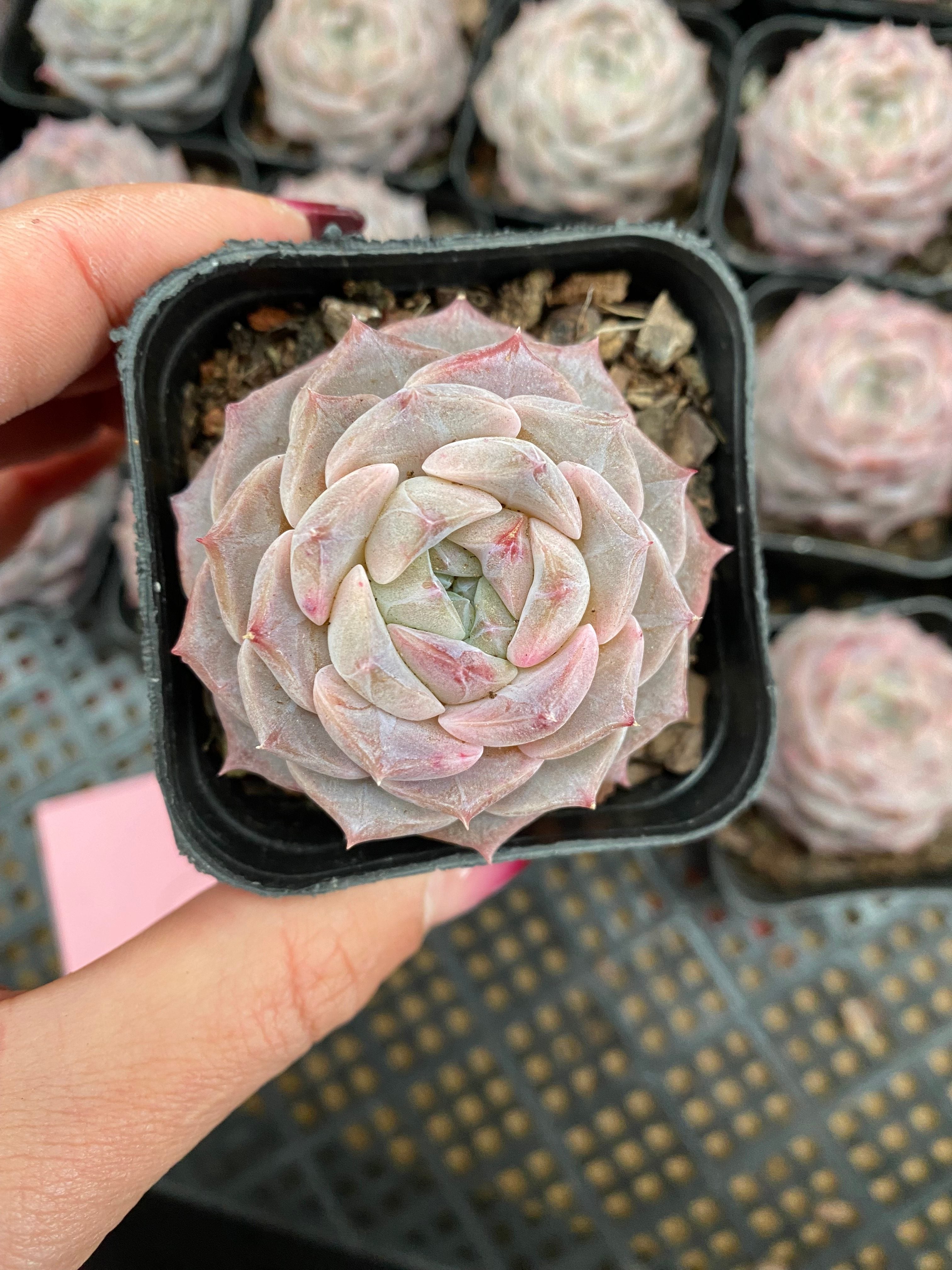 X130 エケベリア グレースサプライズ