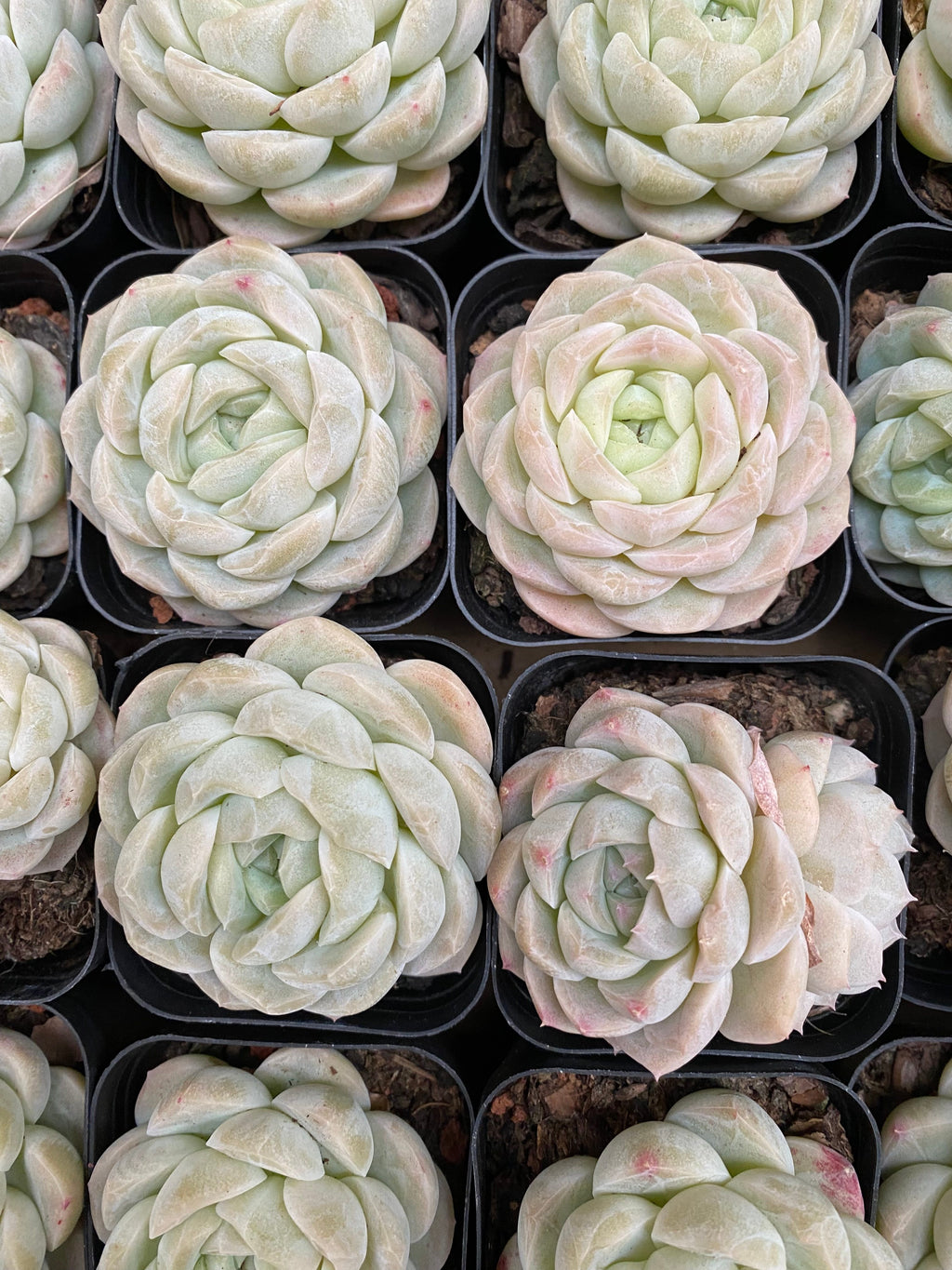 X131 エケベリア ジェイドラビットジェニー