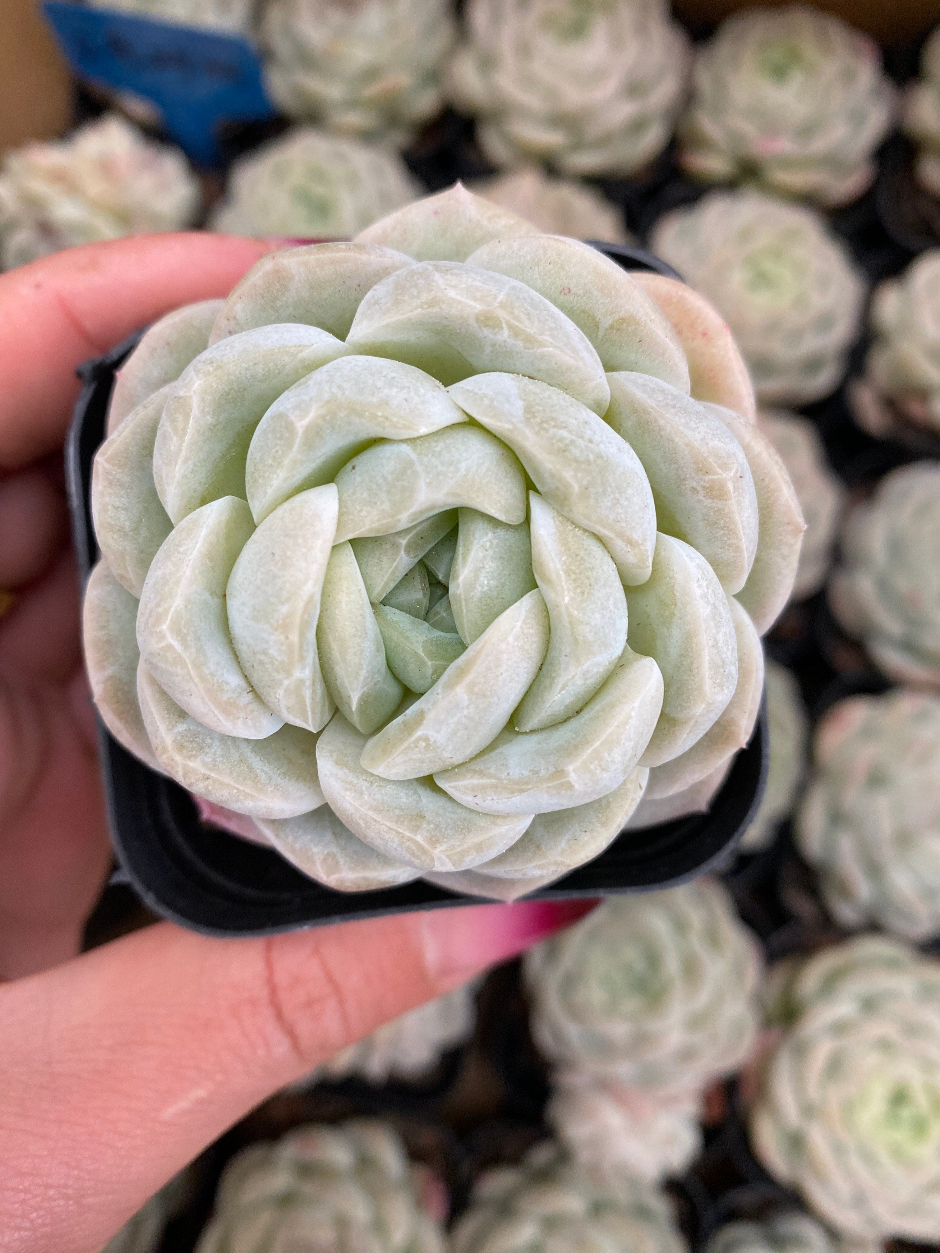 X131 エケベリア ジェイドラビットジェニー