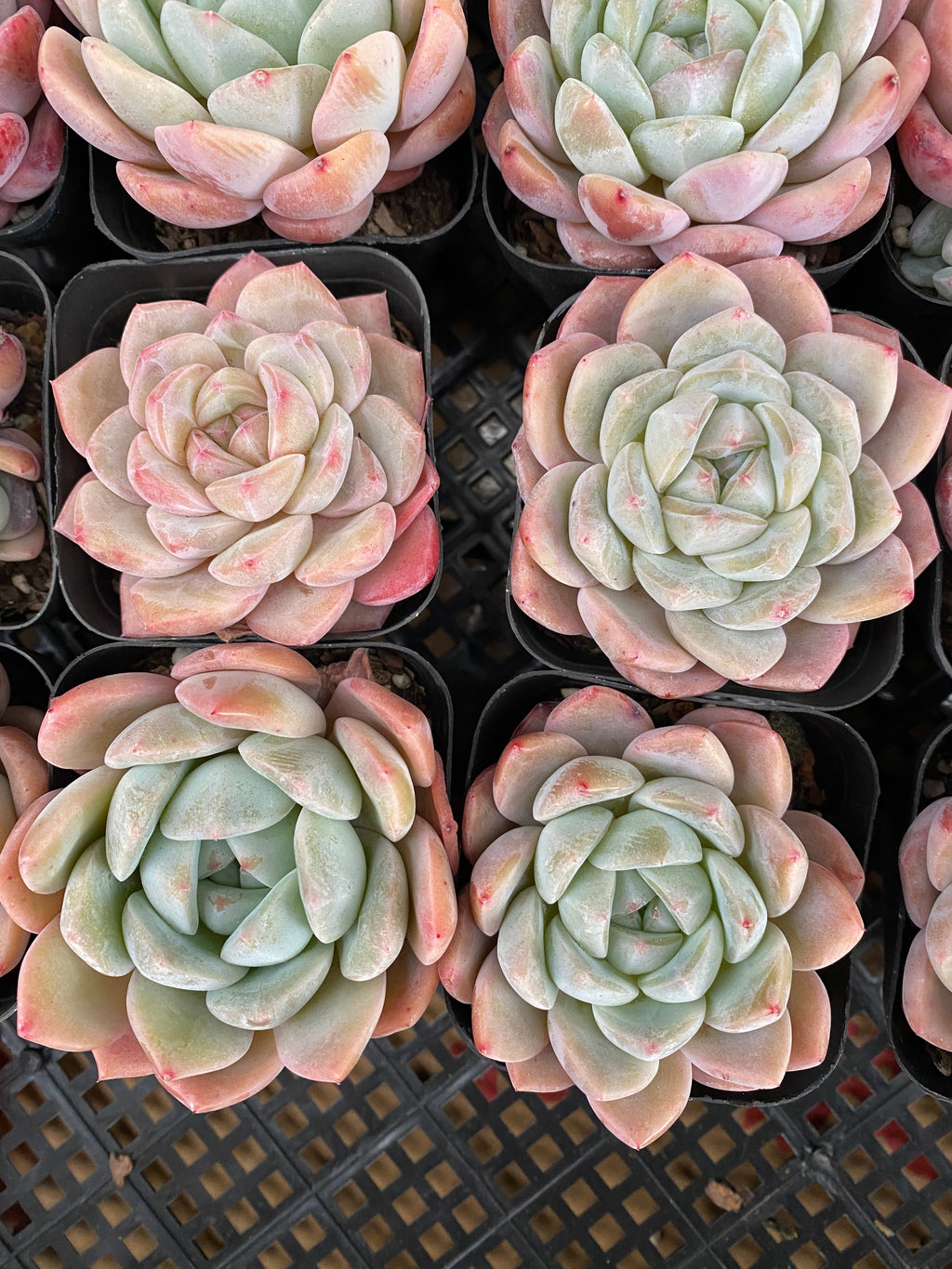 X132 エケベリア  剛毅