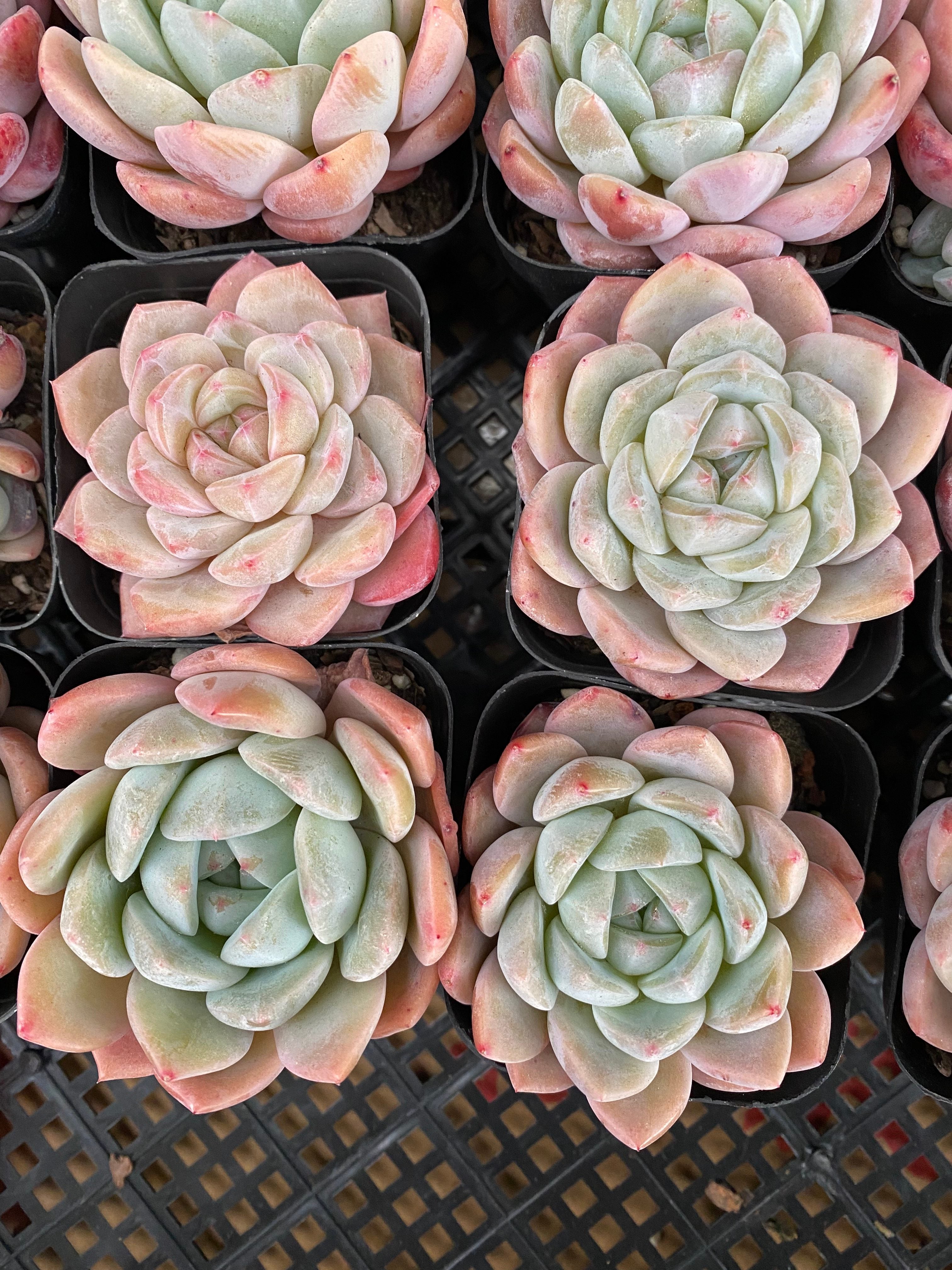 X132 エケベリア  剛毅