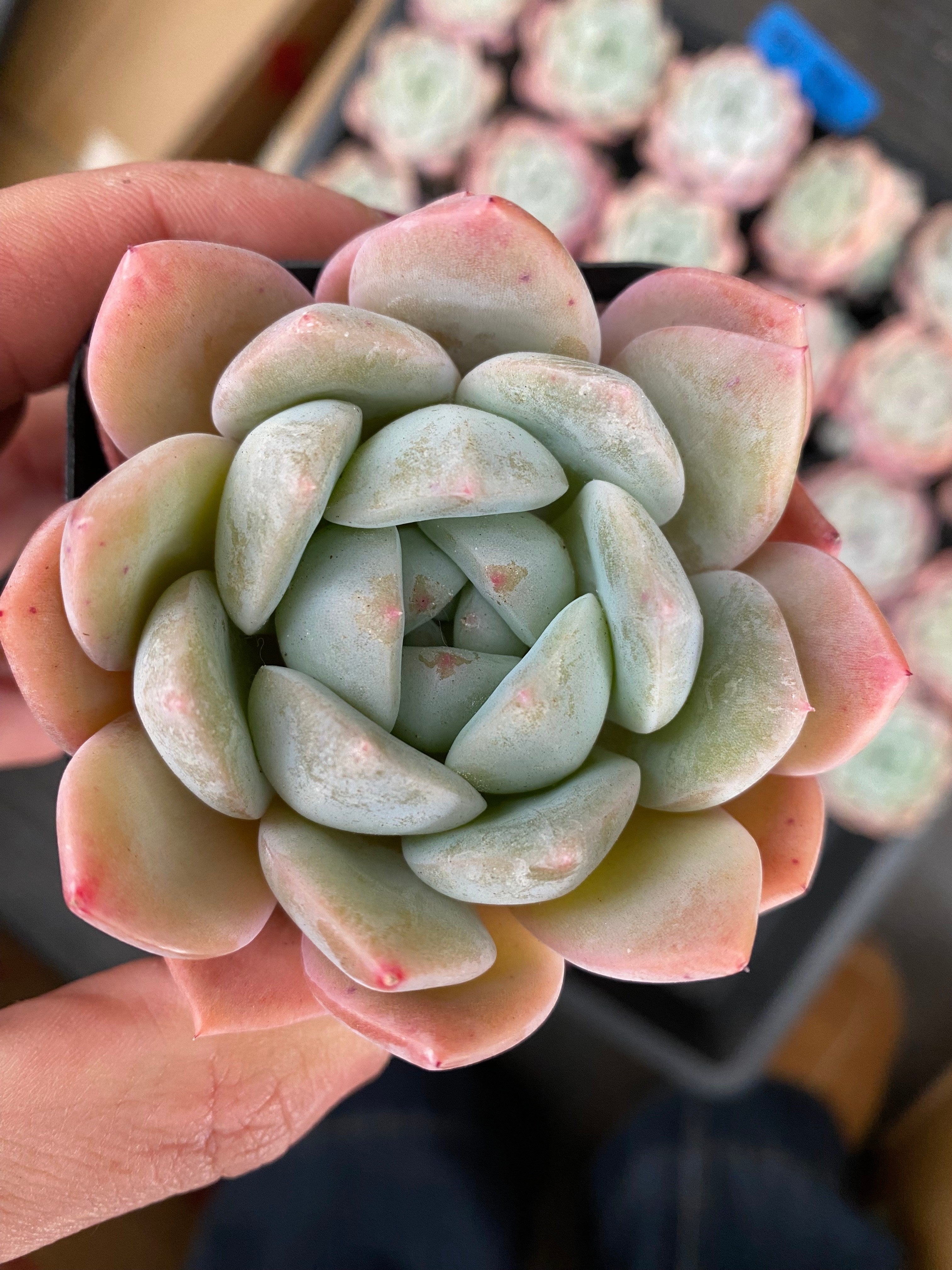 X132 エケベリア  剛毅