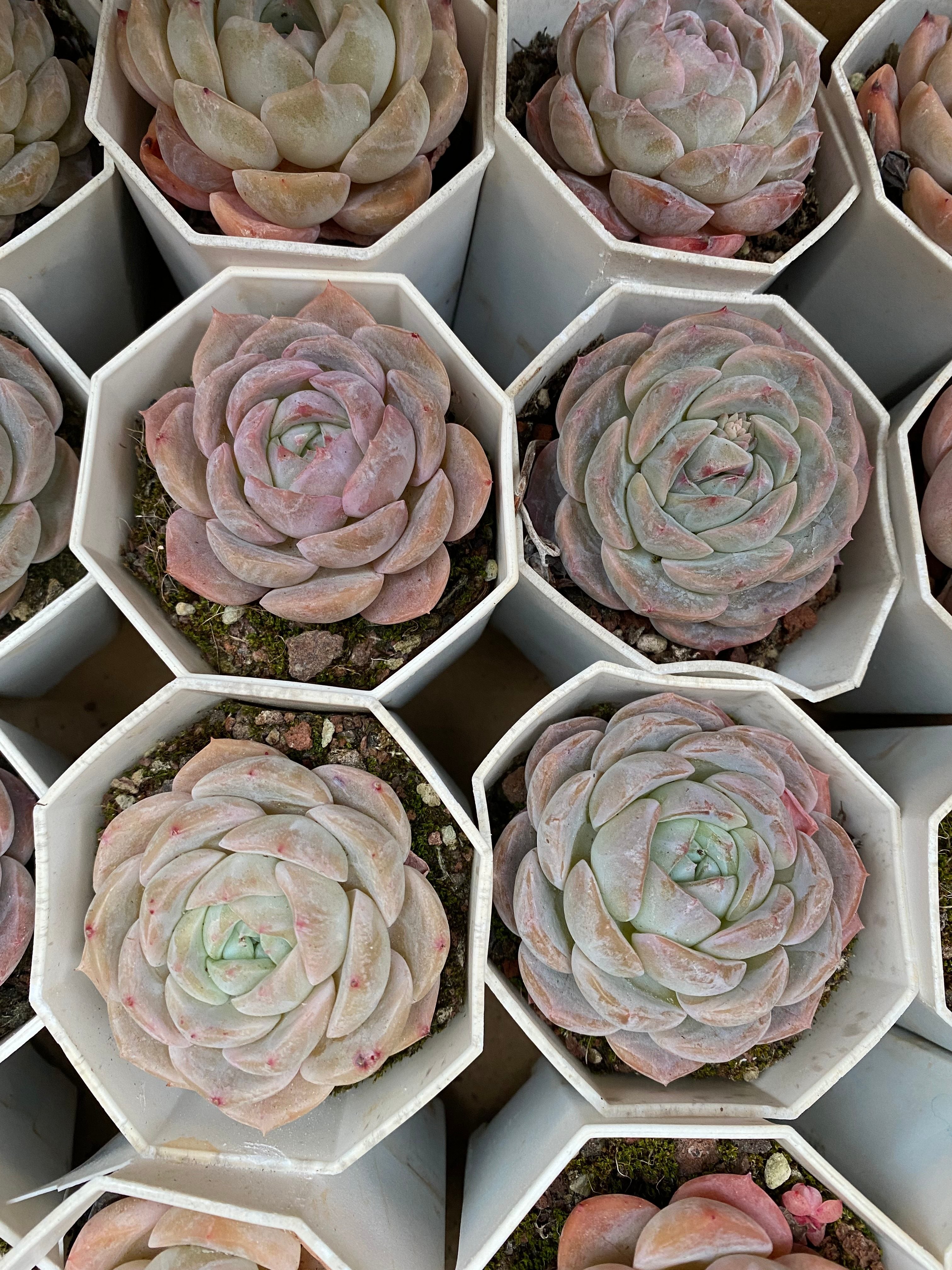 X133 エケベリア フロスティムーン