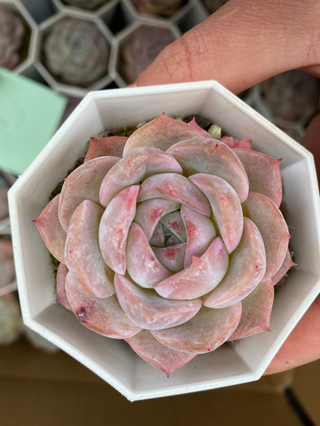 X133 エケベリア フロスティムーン