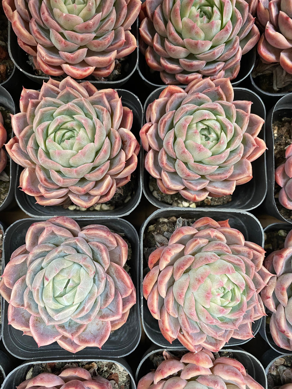 X134 エケベリア ピカソ