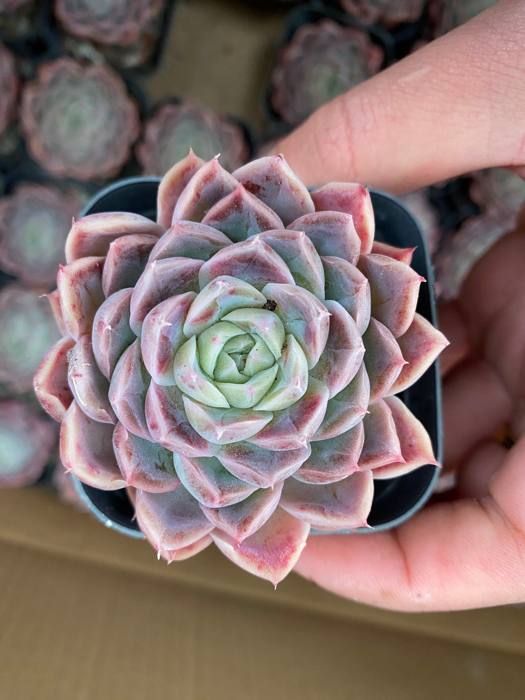 X134 エケベリア ピカソ