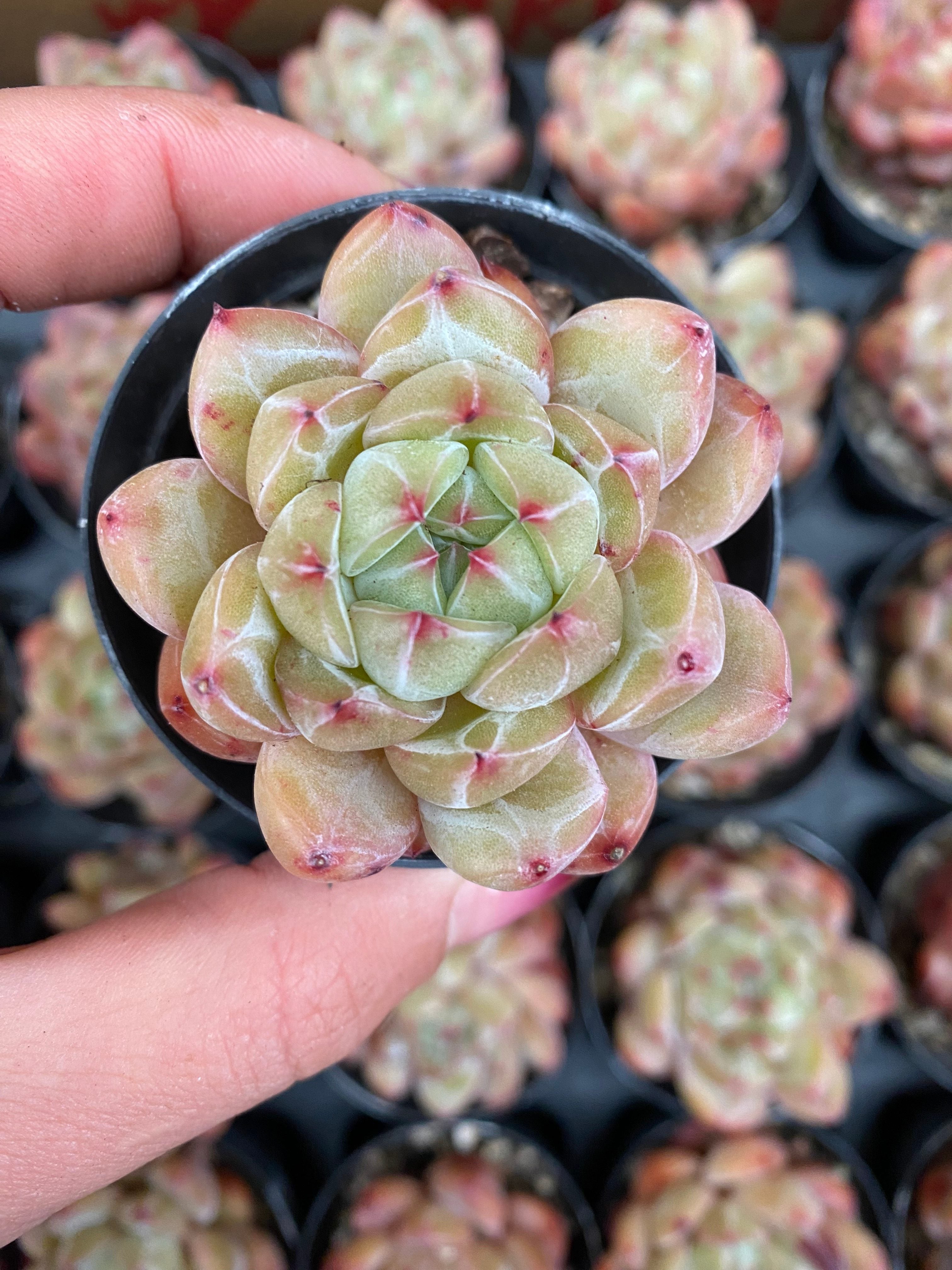 X135 エケベリア グリーンダイヤモンド