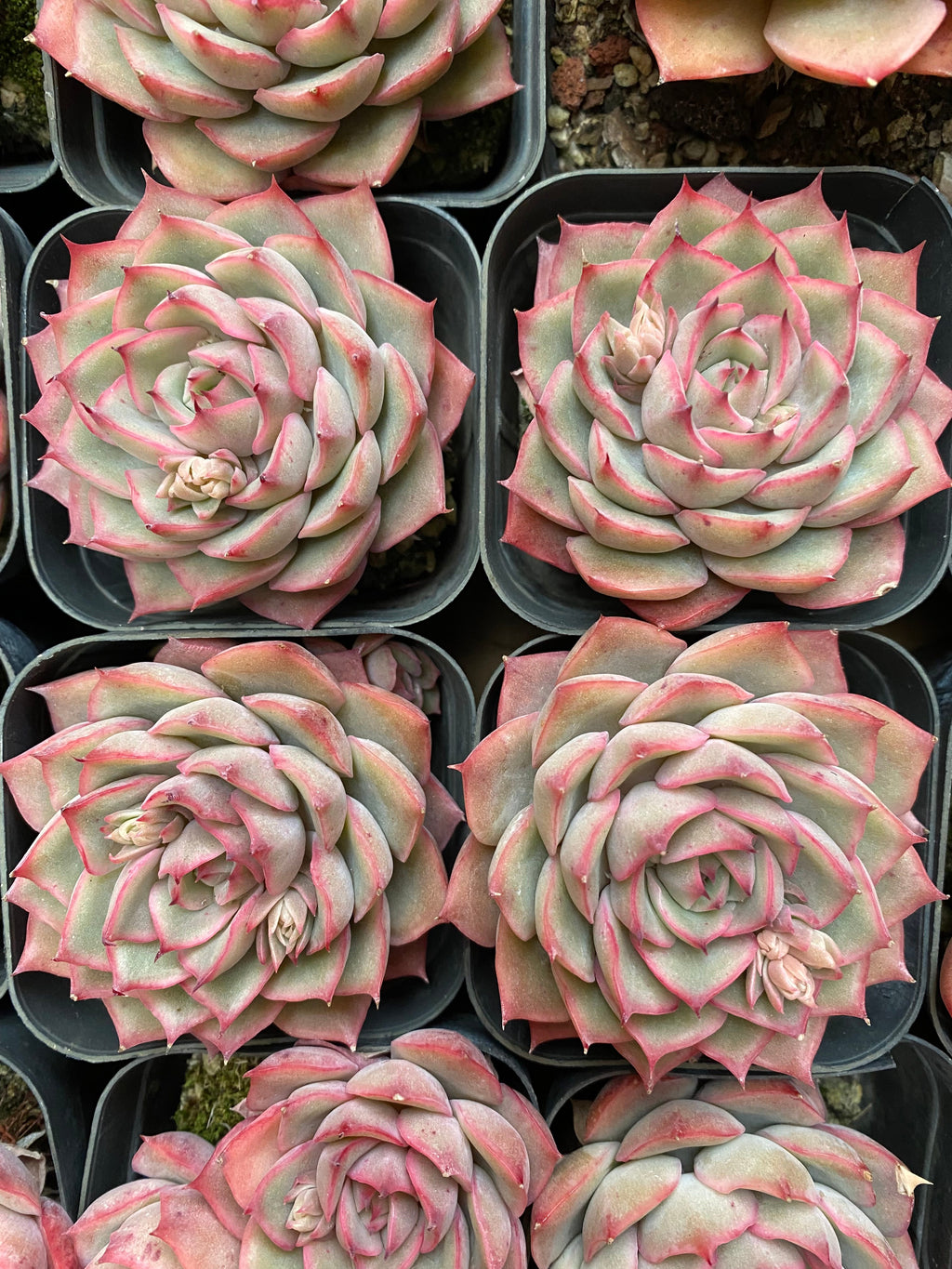 X136 エケベリア ダークウォーター