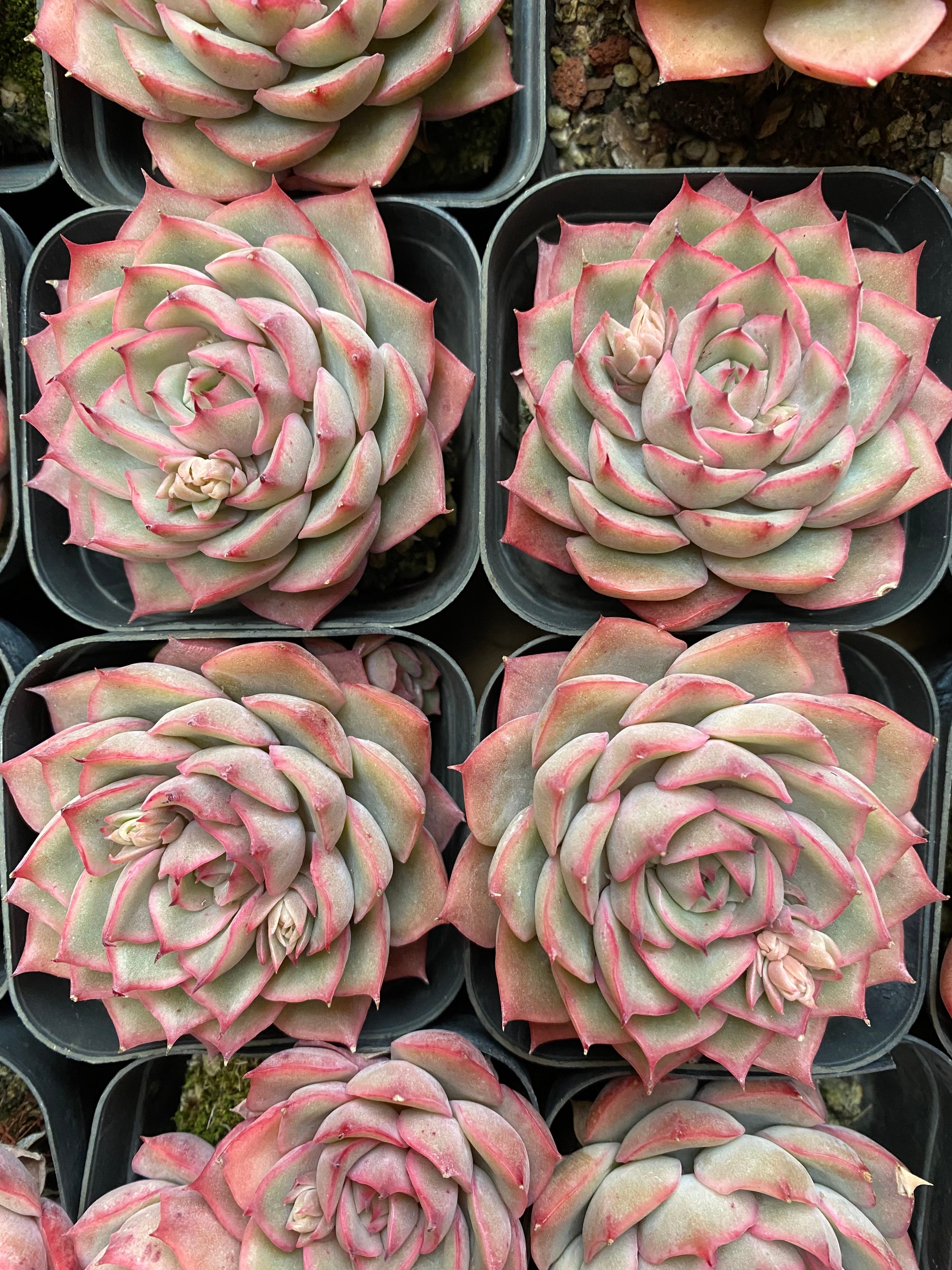 X136 エケベリア ダークウォーター