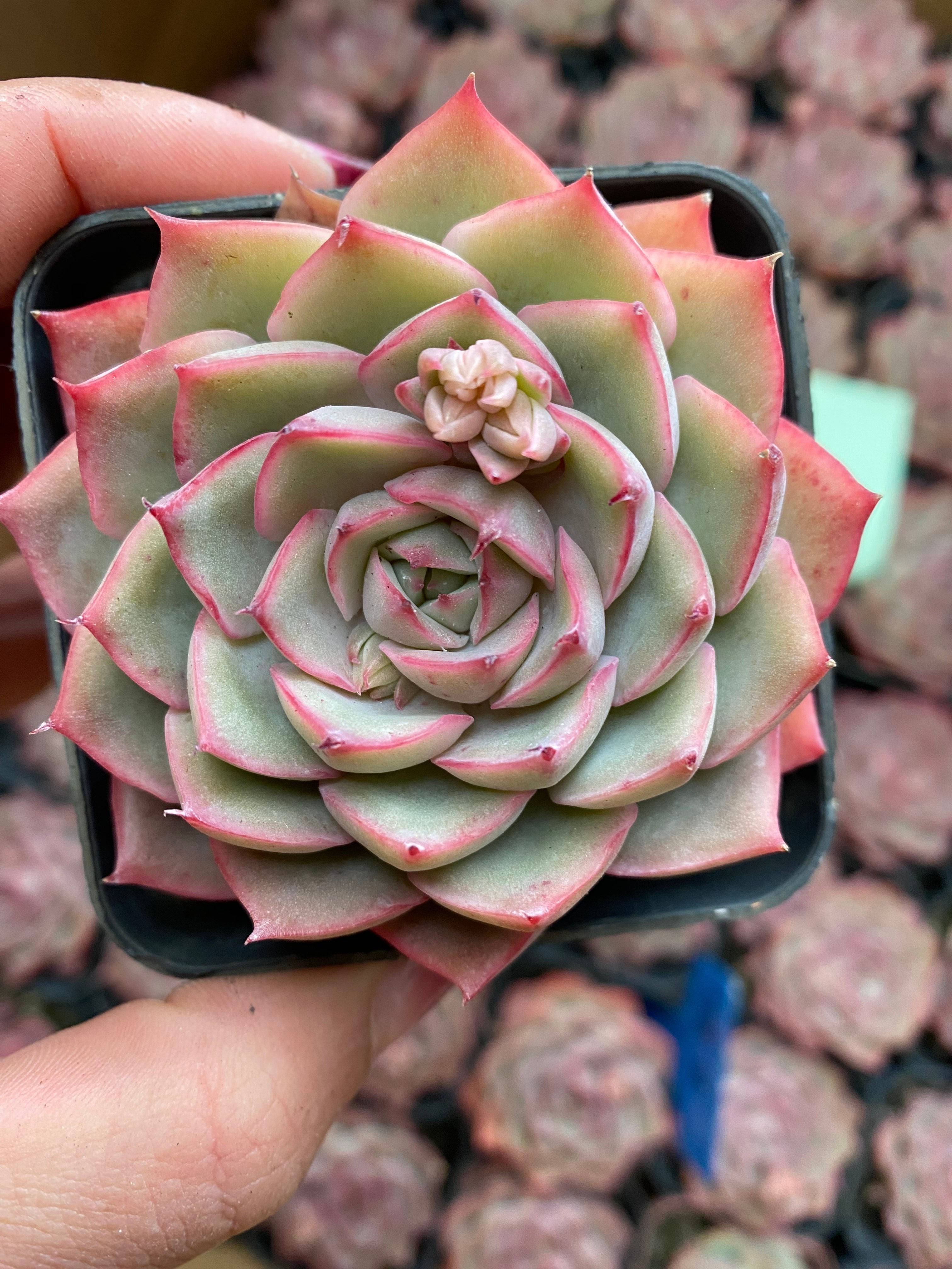 X136 エケベリア ダークウォーター