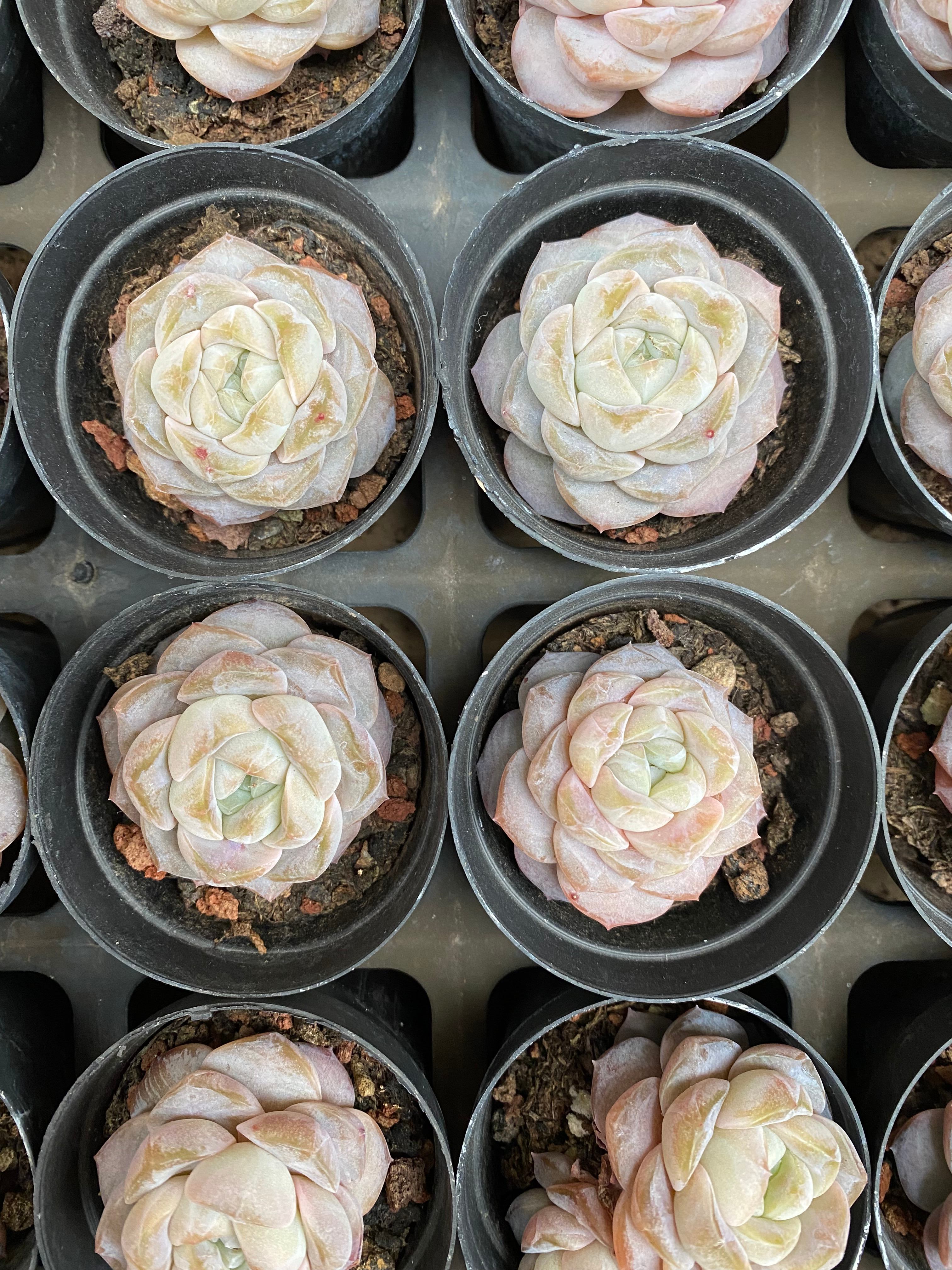 X137 エケベリア ピントン