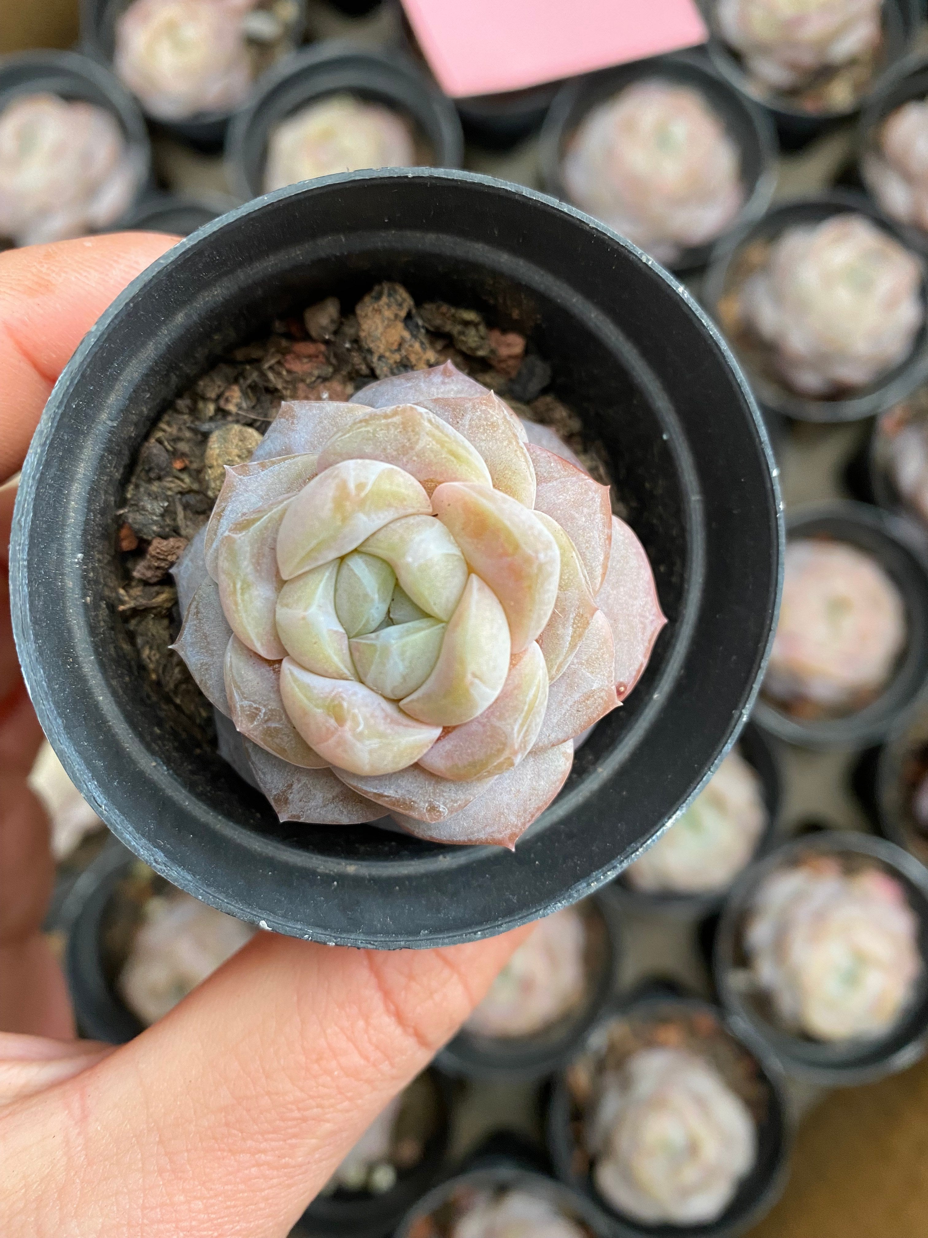 X137 エケベリア ピントン