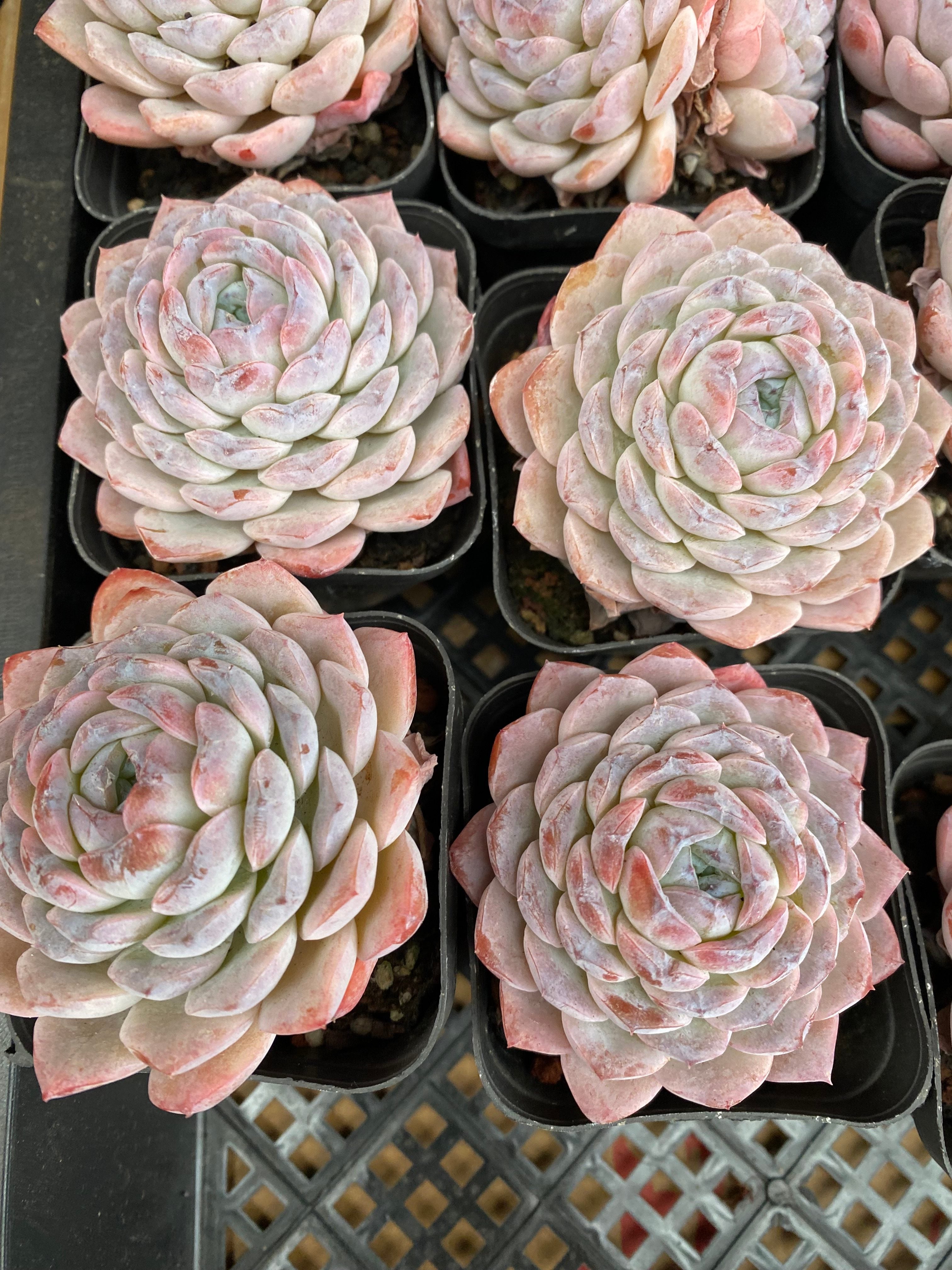 X138 エケベリア スノー・フェイス