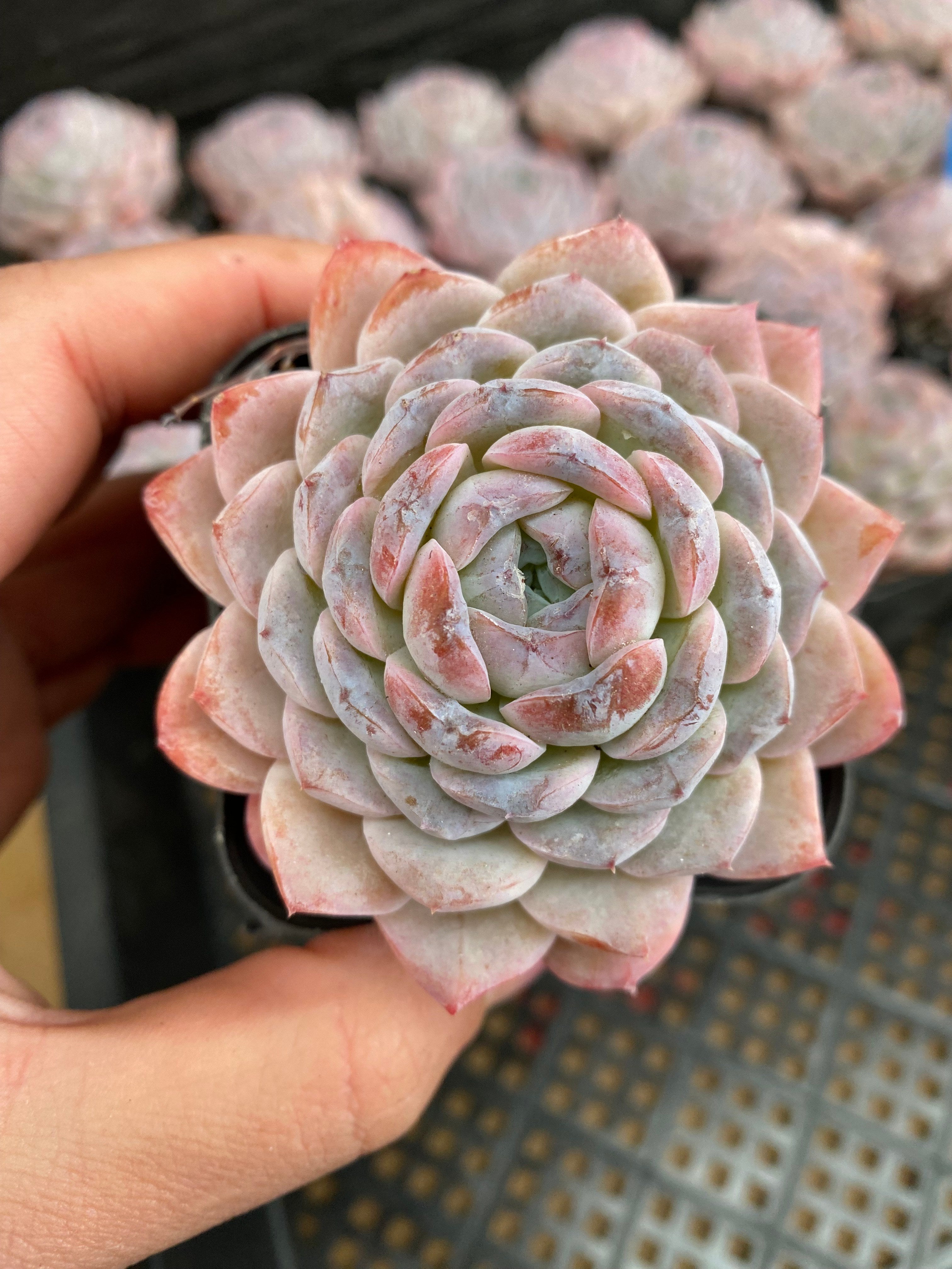 X138 エケベリア スノー・フェイス