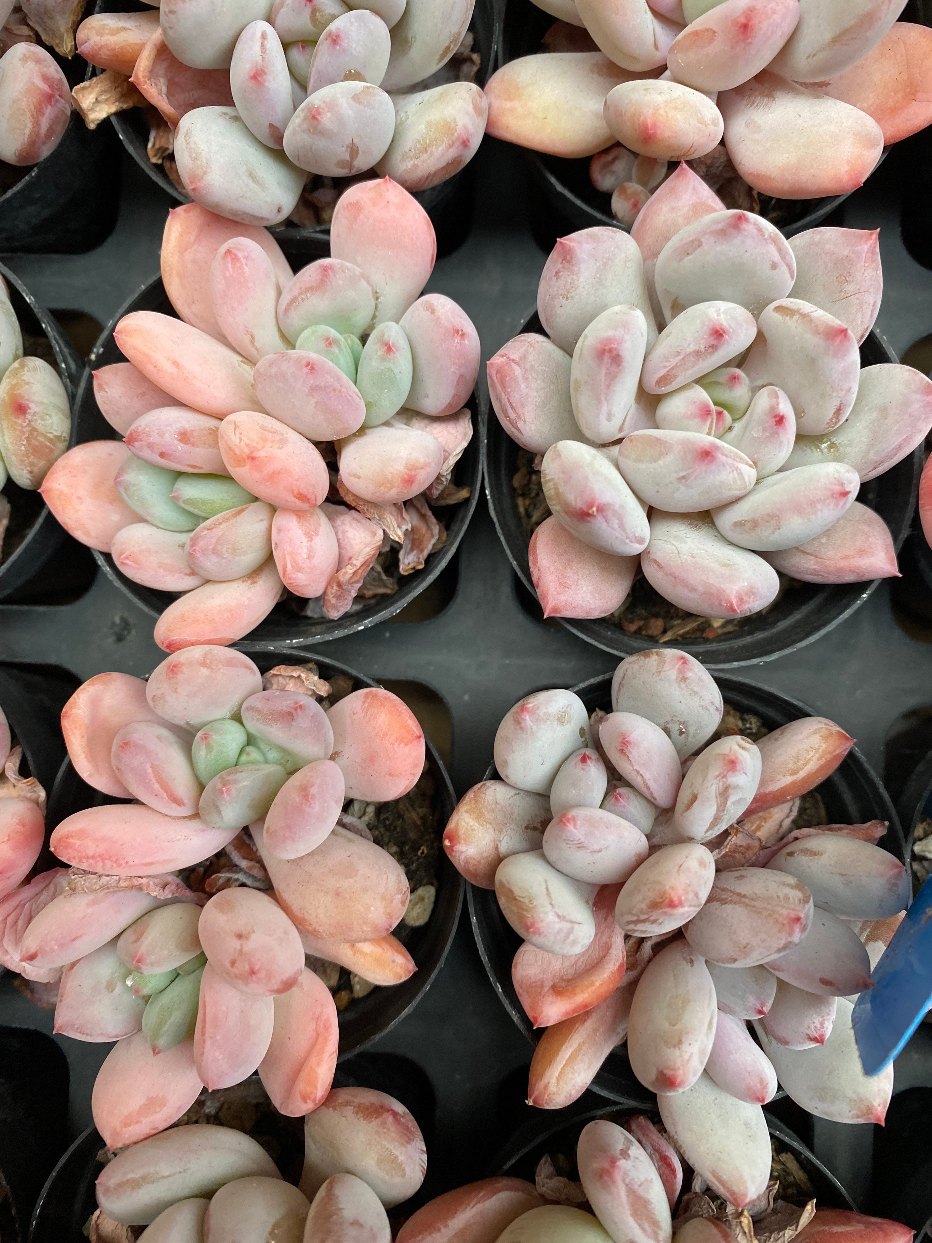 X139 エケベリア フロスティカールズ