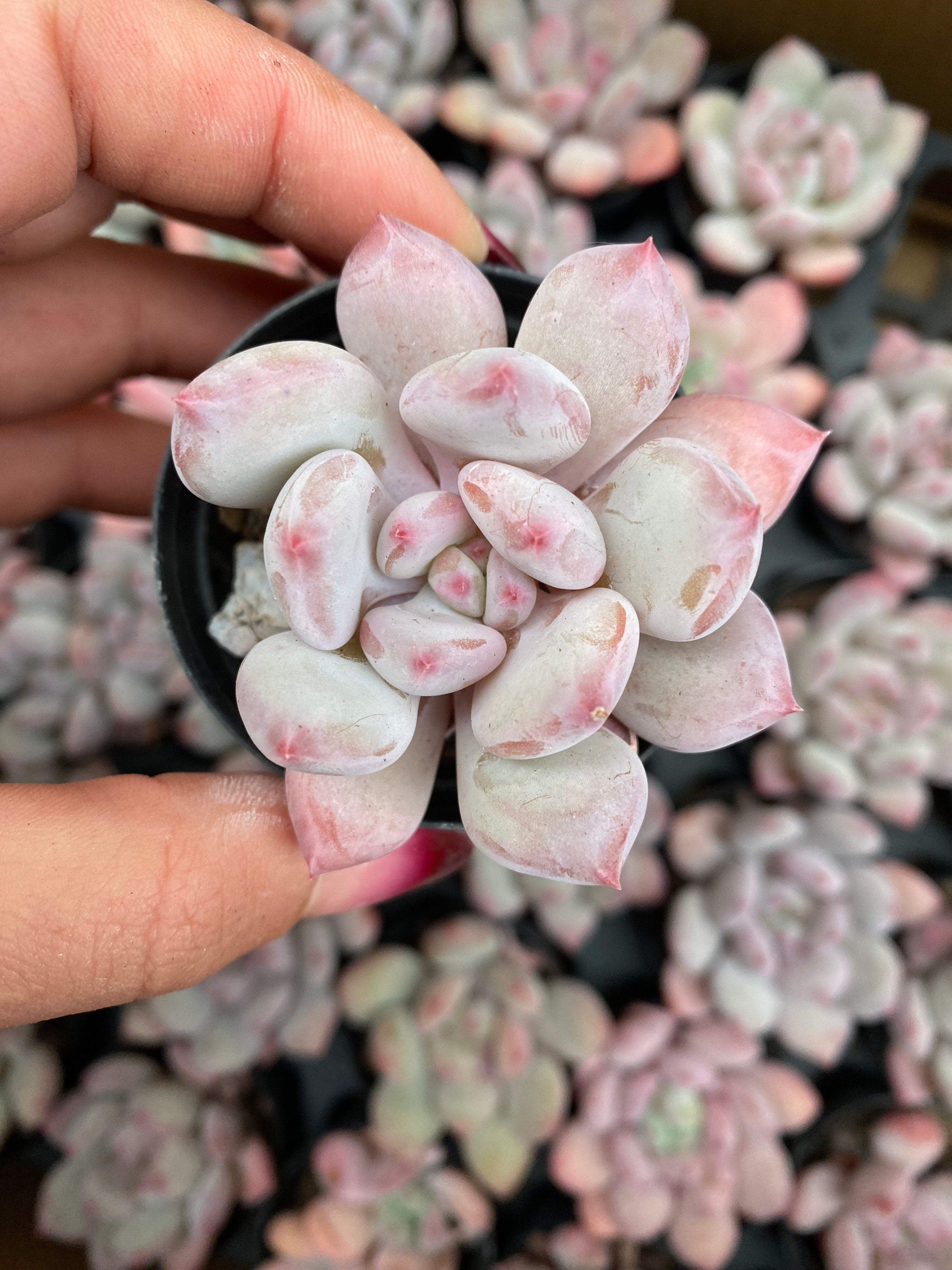 X139 エケベリア フロスティカールズ