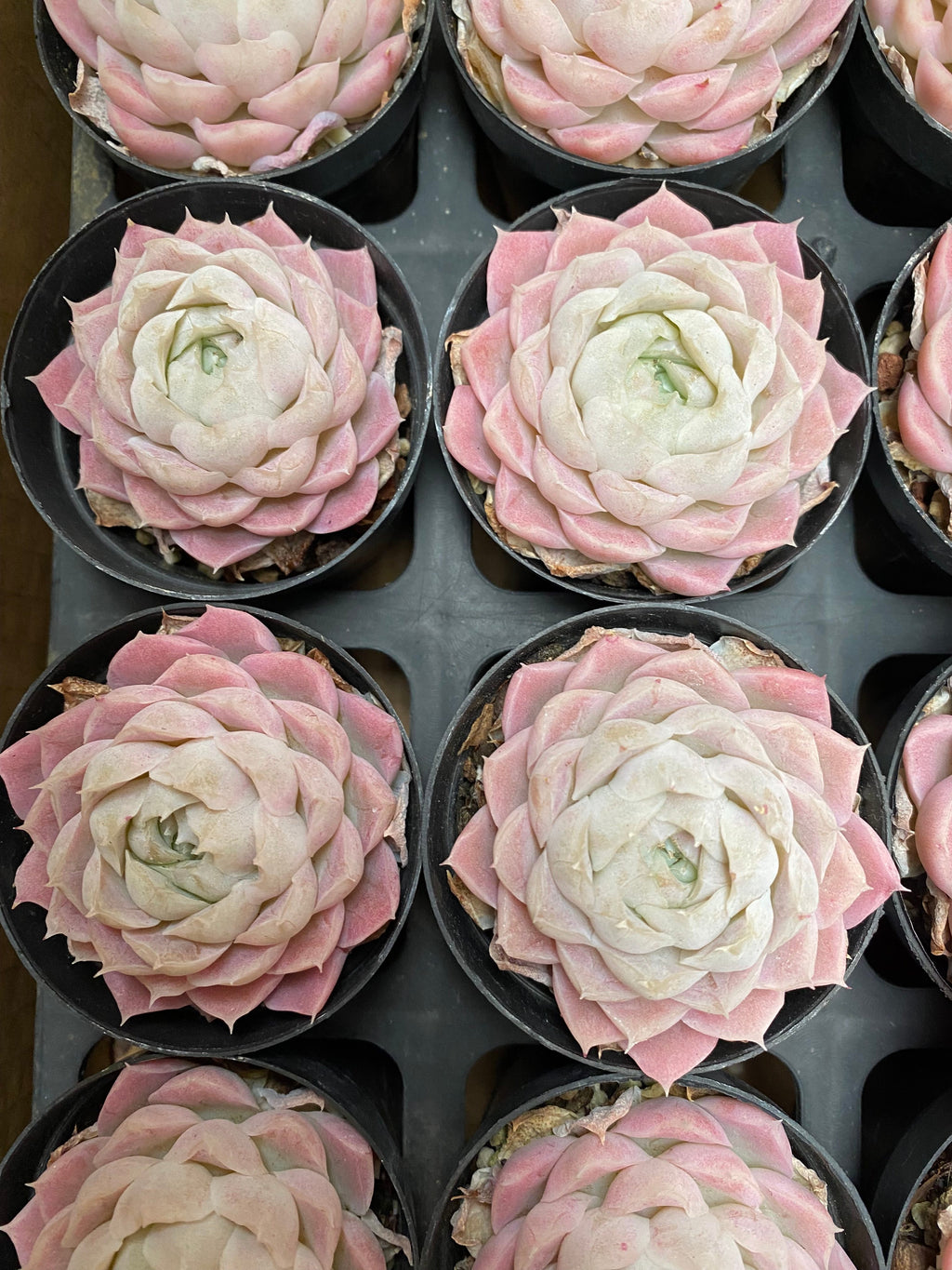 X140 エケベリア  ピンクエレガンス