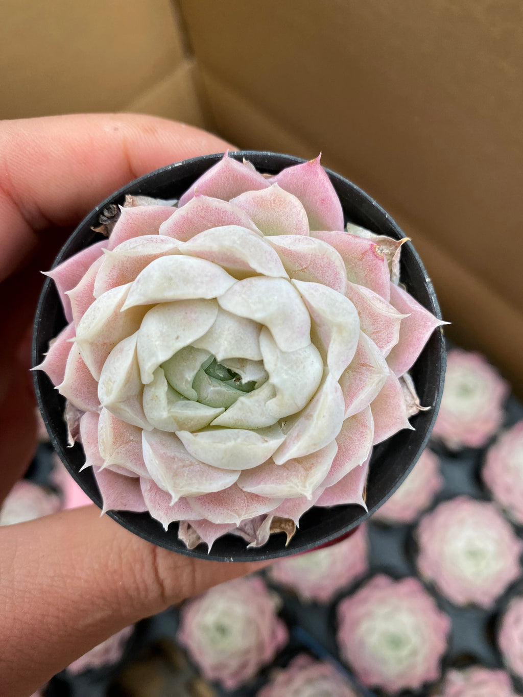 X140 エケベリア  ピンクエレガンス