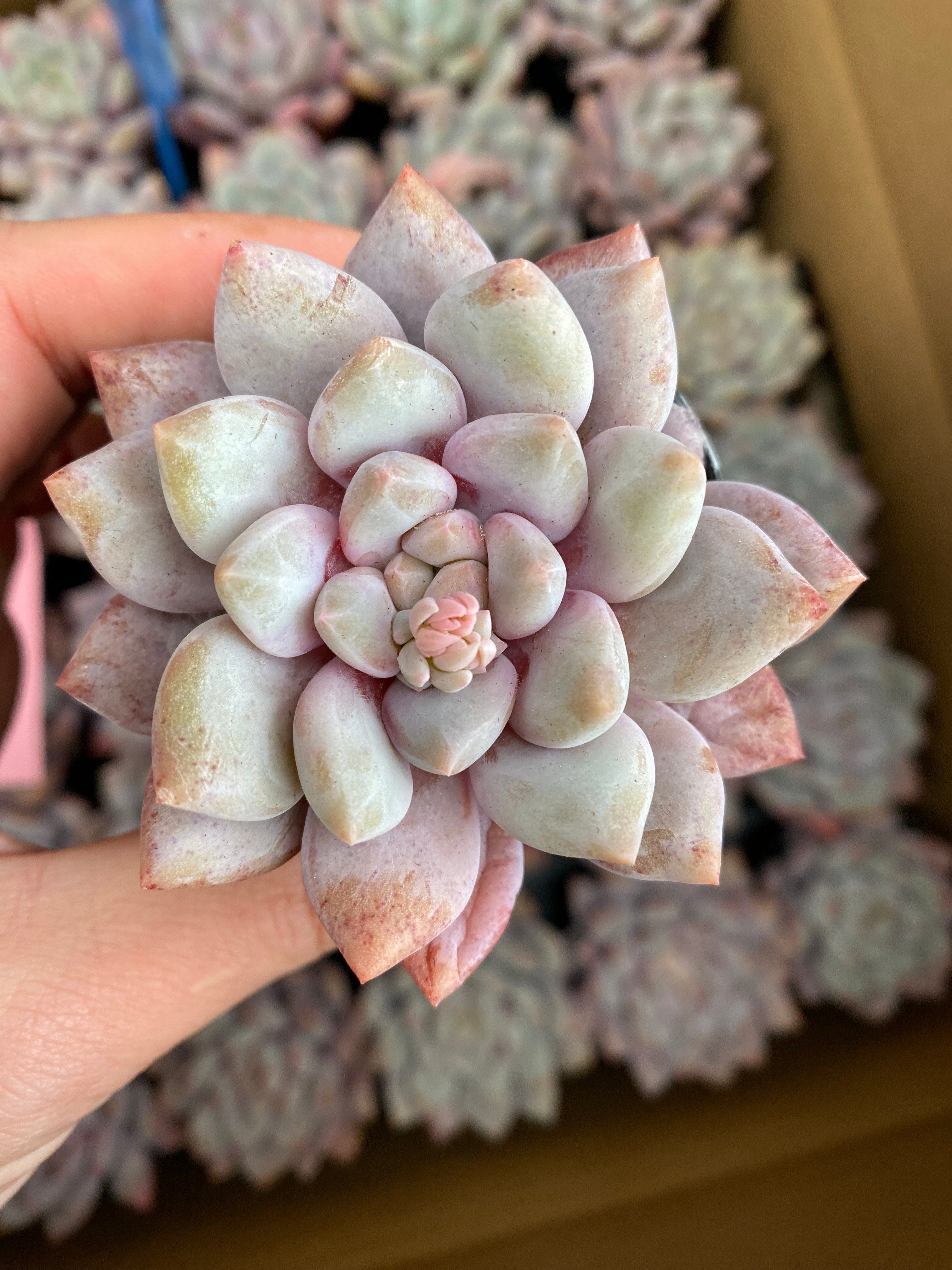 X141 エケベリア プティビューティ