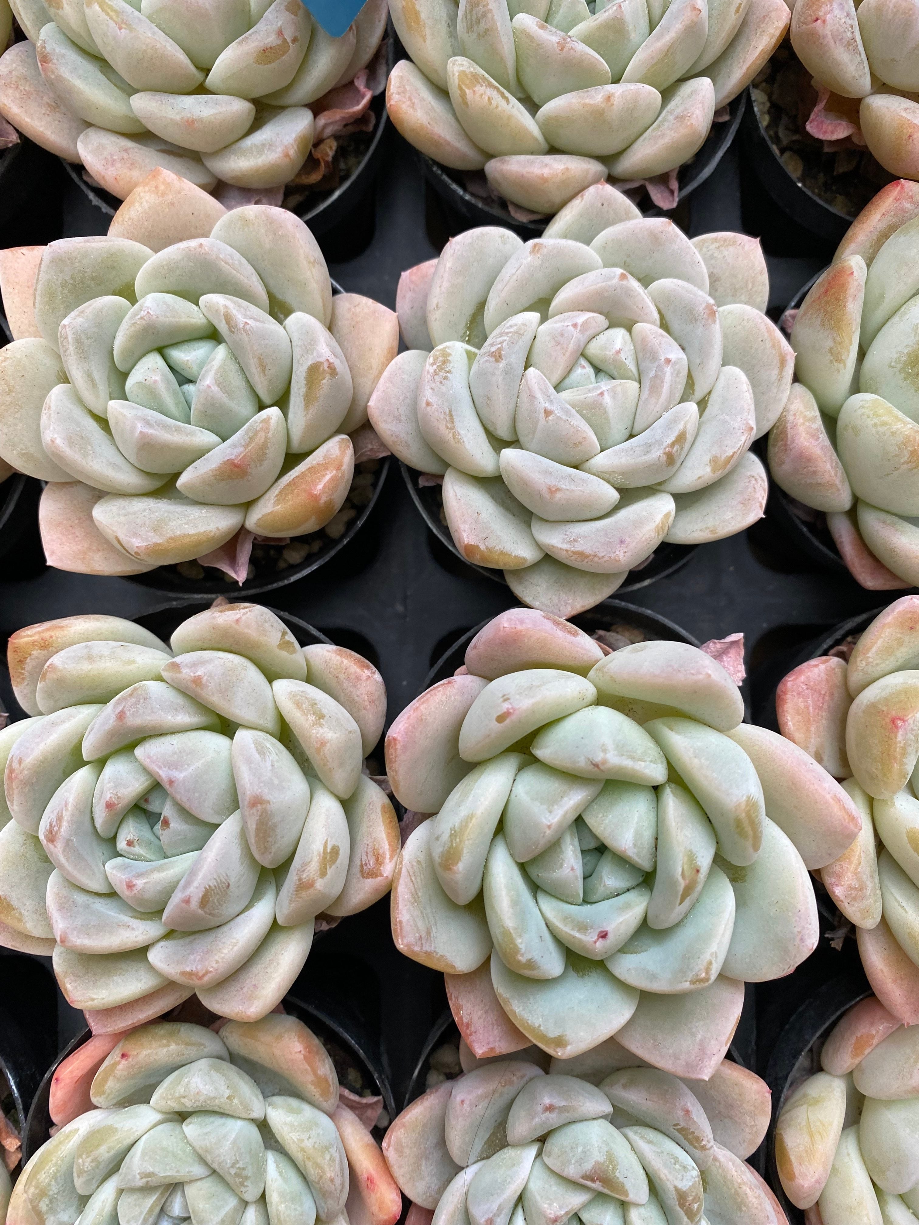 X142 エケベリア Xuemeiniang